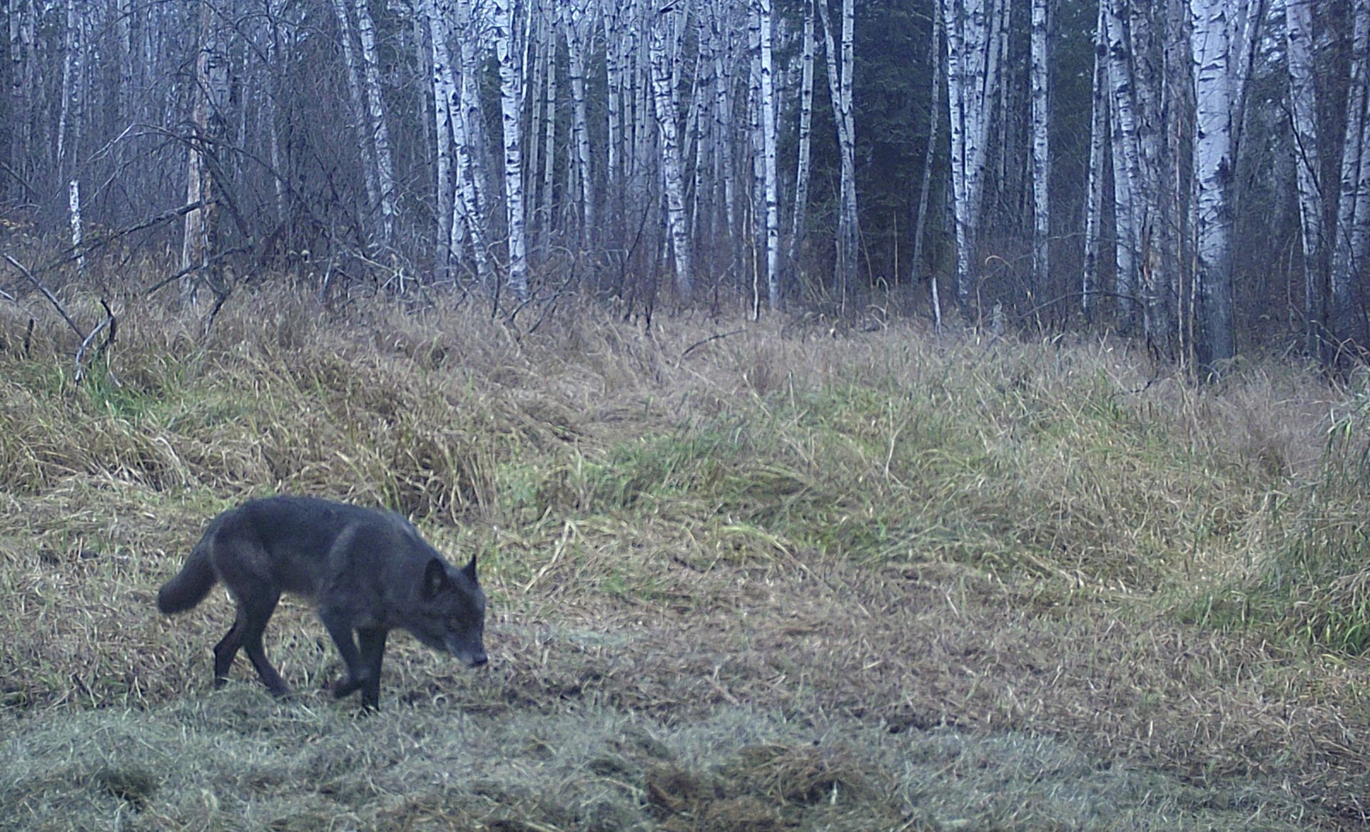 A black wolf is walking through a field with trees in the background.