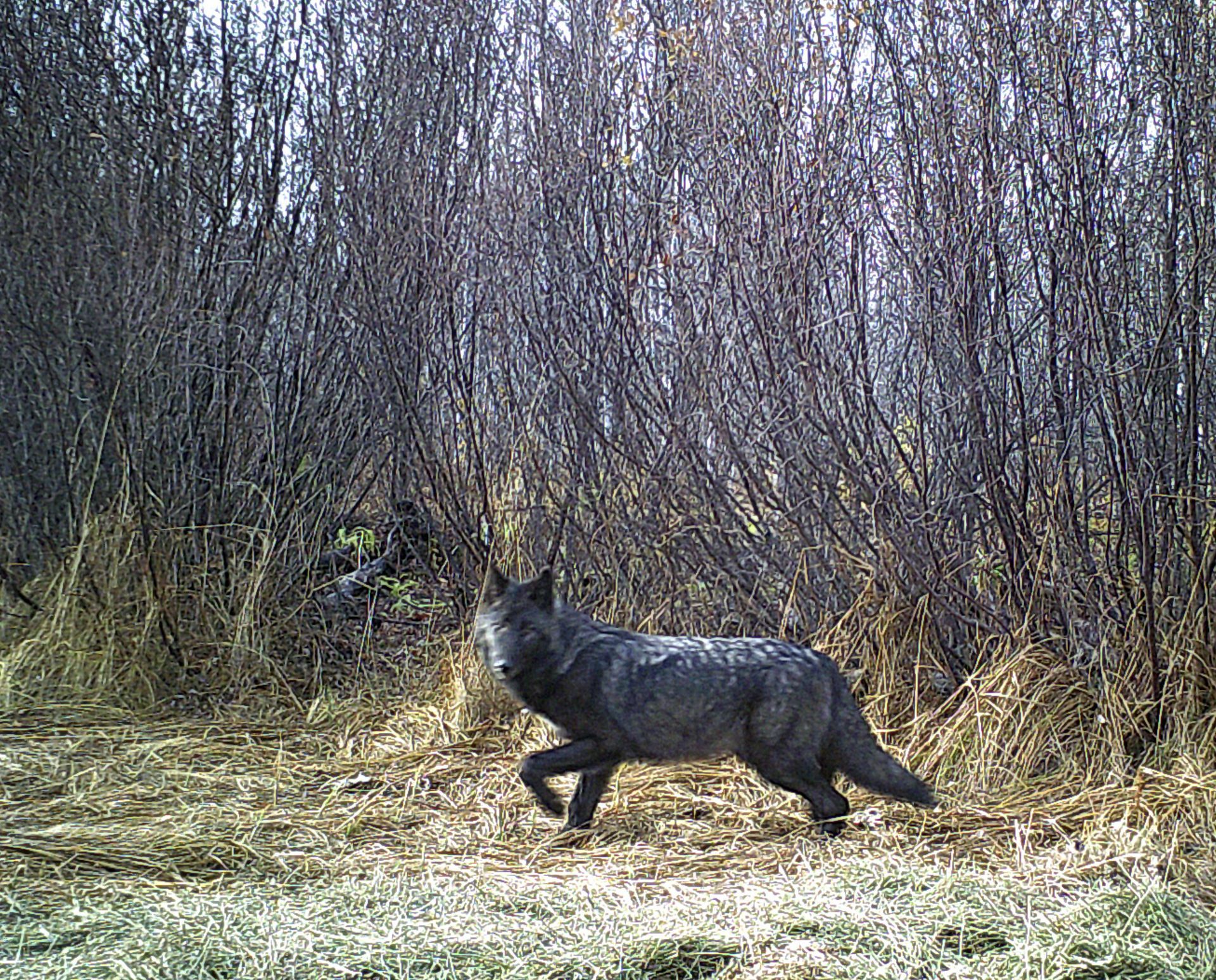 A black wolf is walking through the woods.