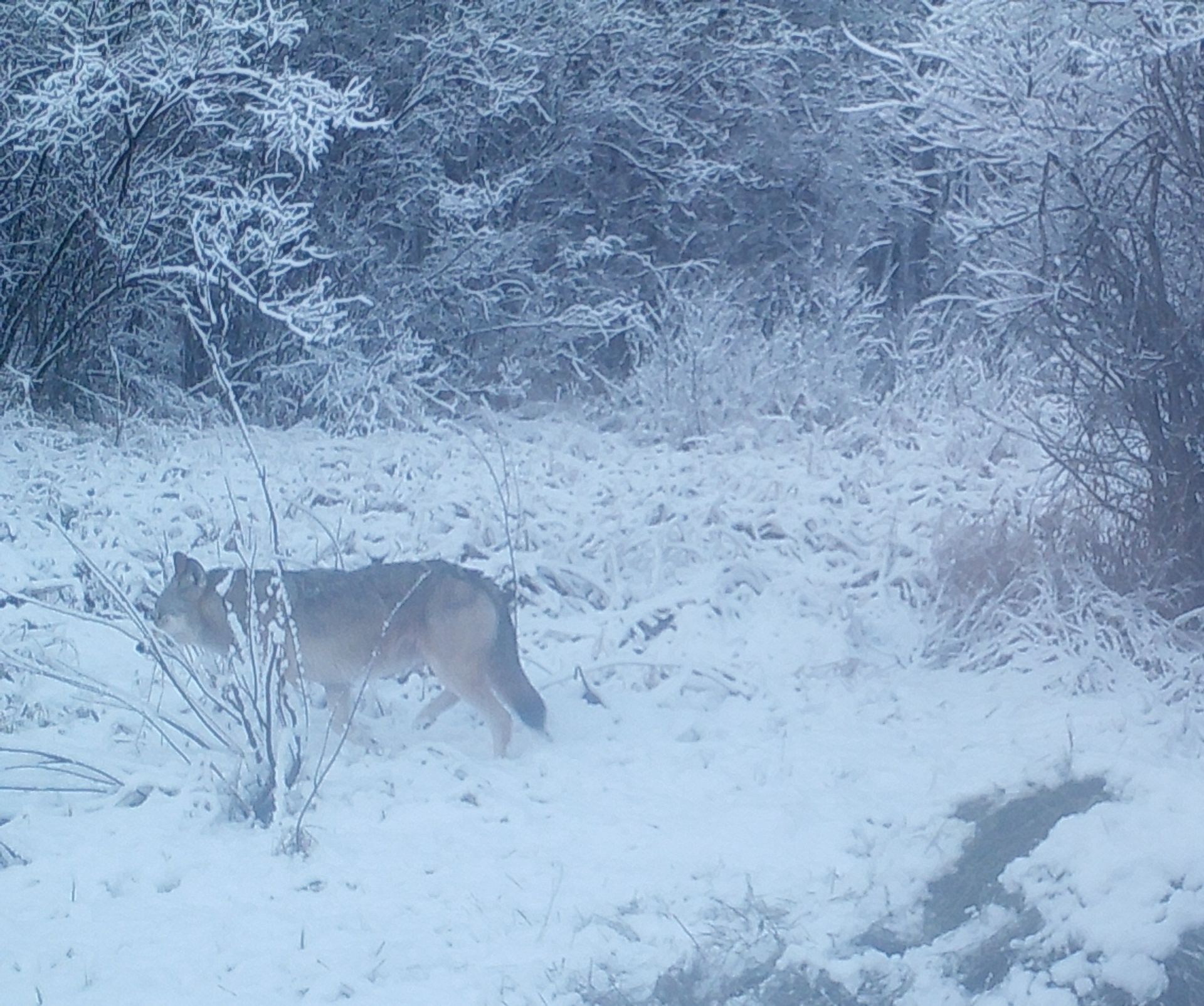A wolf is walking through the snow in the woods.