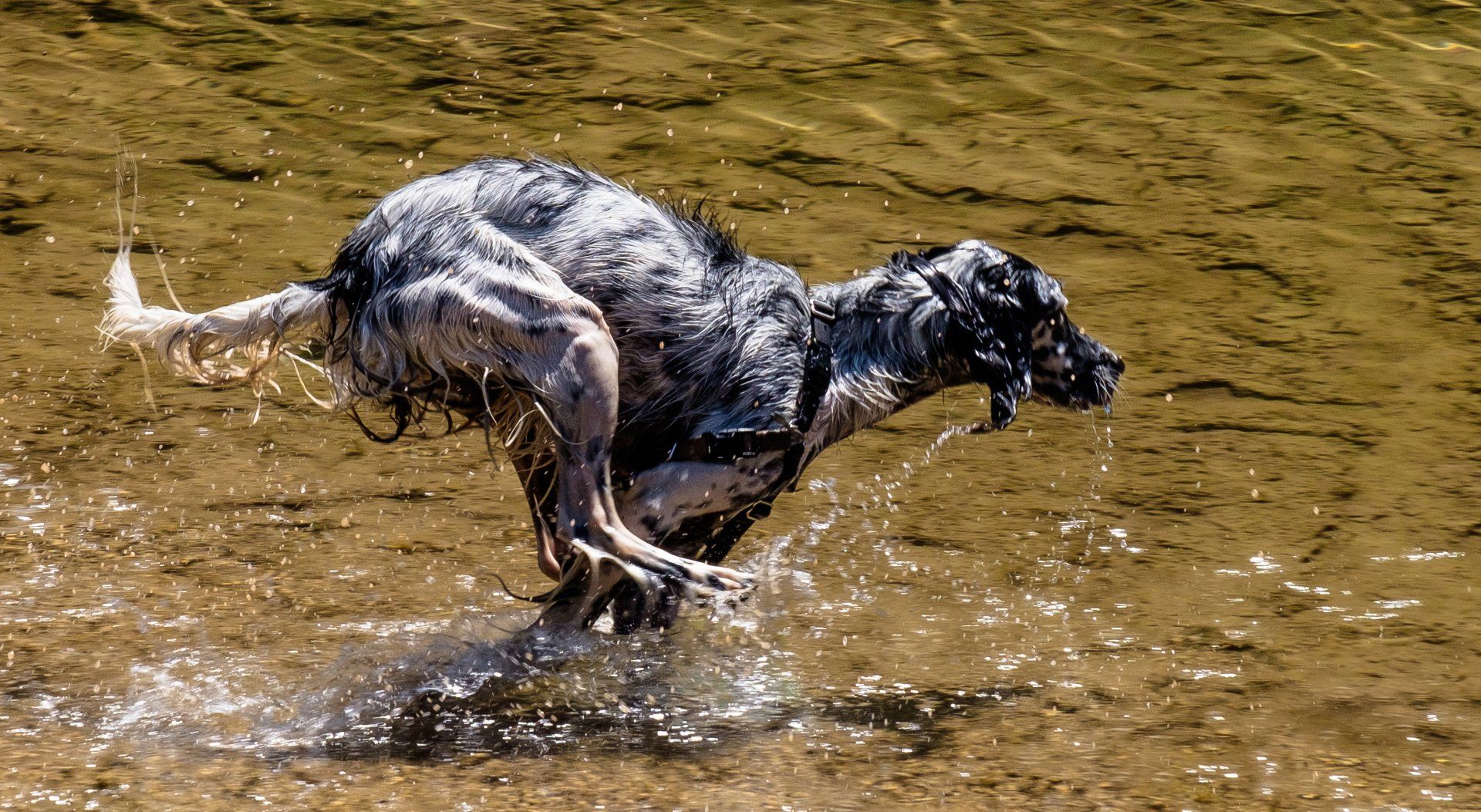 cane che corre bagnato
