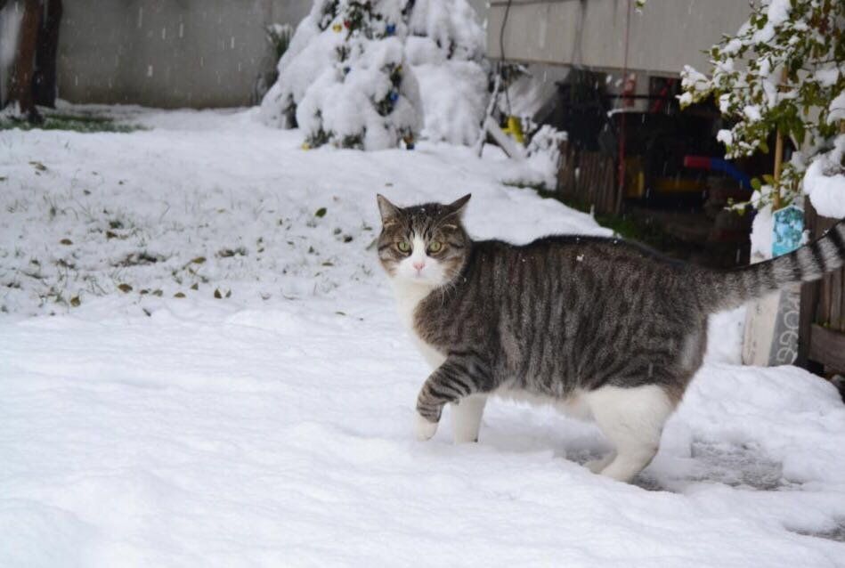 gatto tra la neve