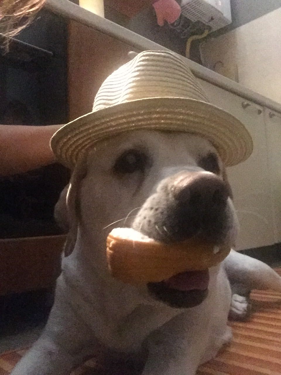 cane con cibo e cappello