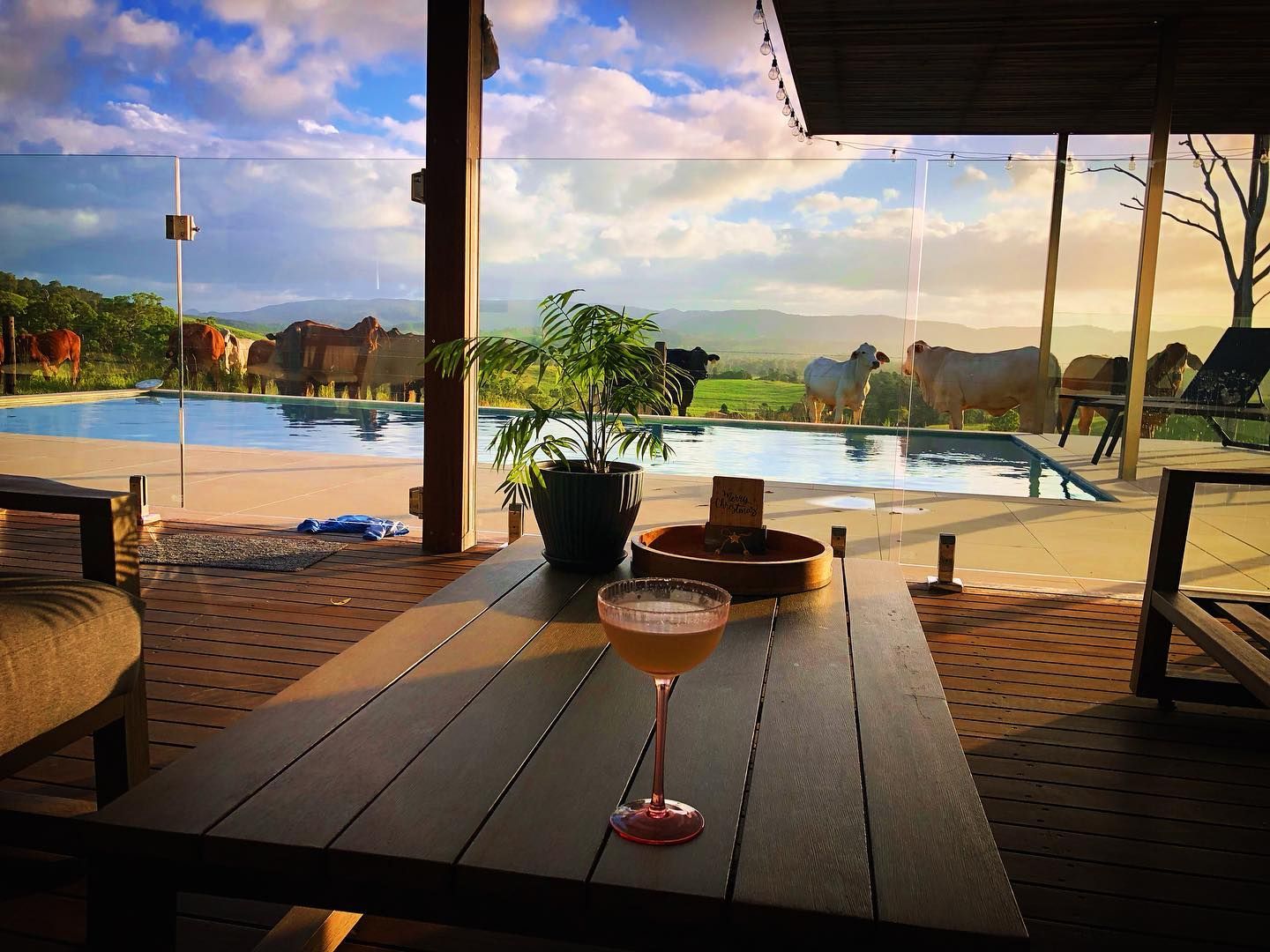 Cocktail on a table overlooking a pool with cows and a mountain backdrop at sunset. — HinterCoast Pools In Wolvi, QLD
