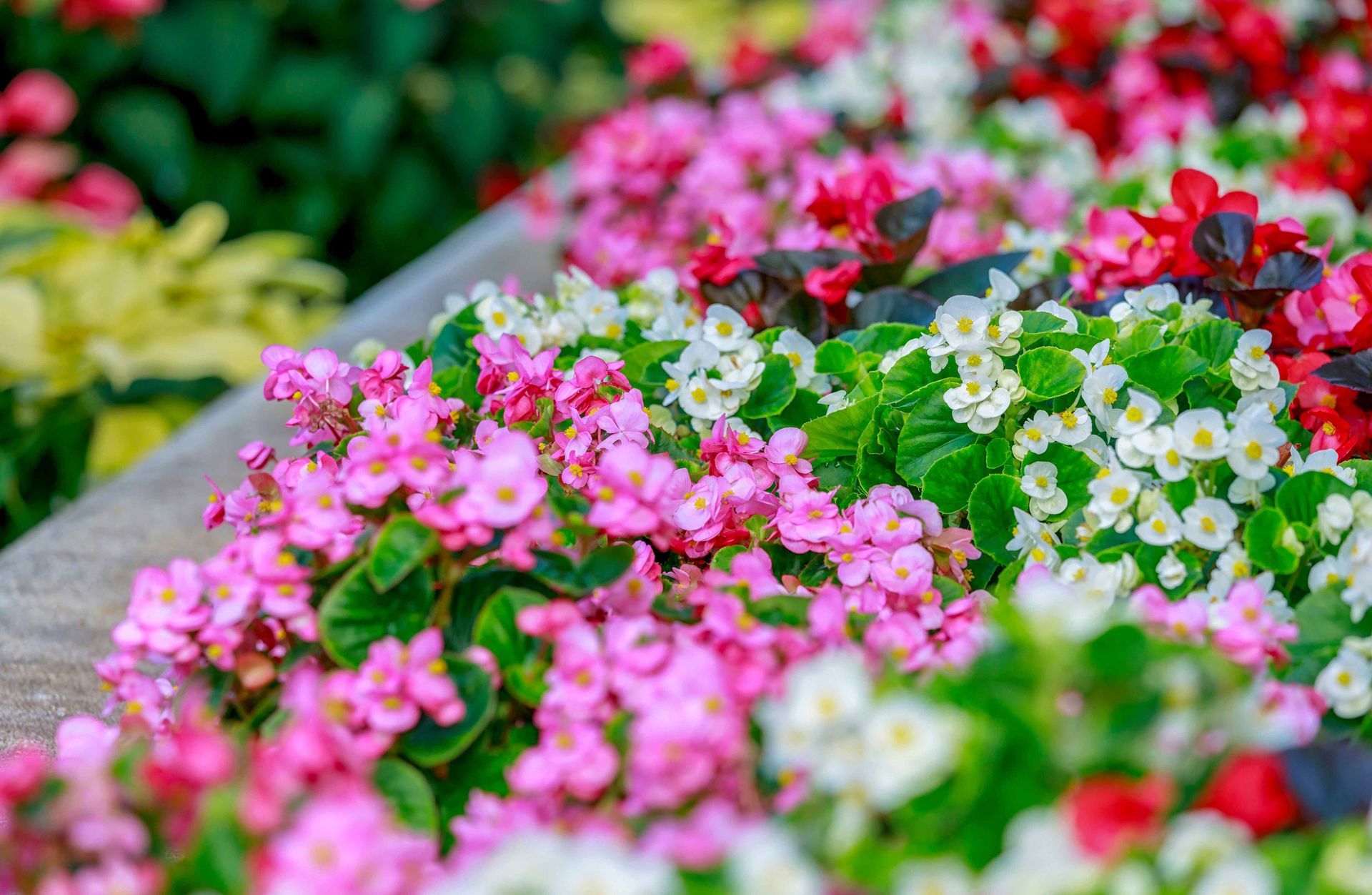 Flower beds with flowers