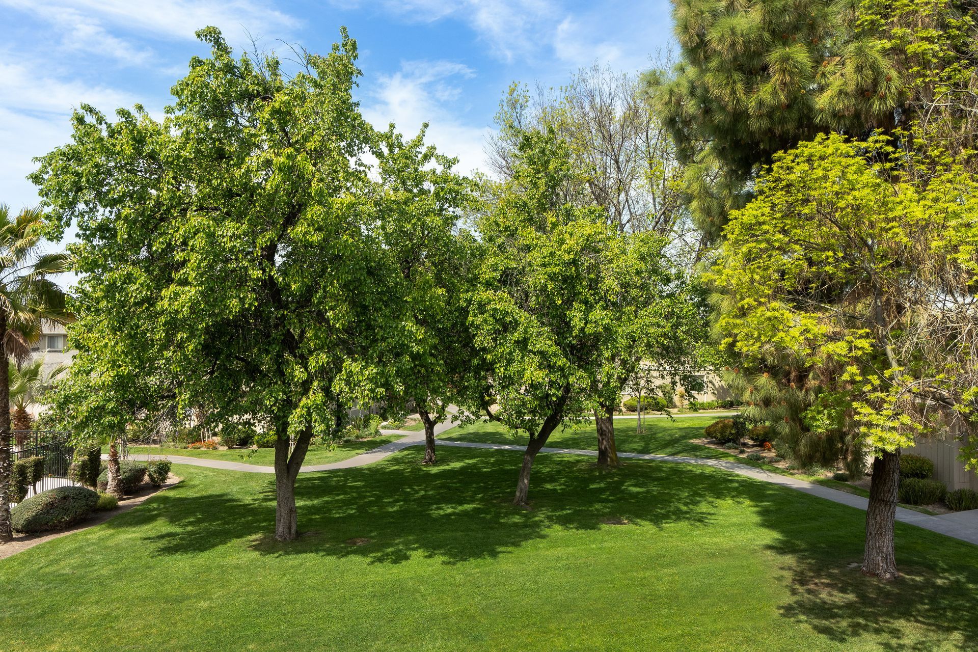 Trees casting shadows on green grass under a blue sky.