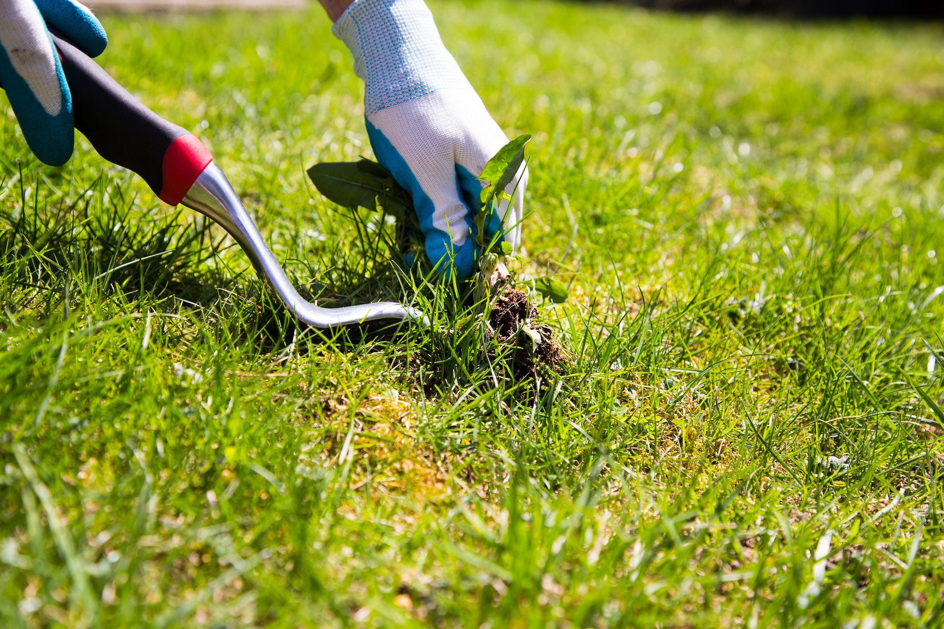 Hands using a hand weeder to pull weeds from green grass in a garden