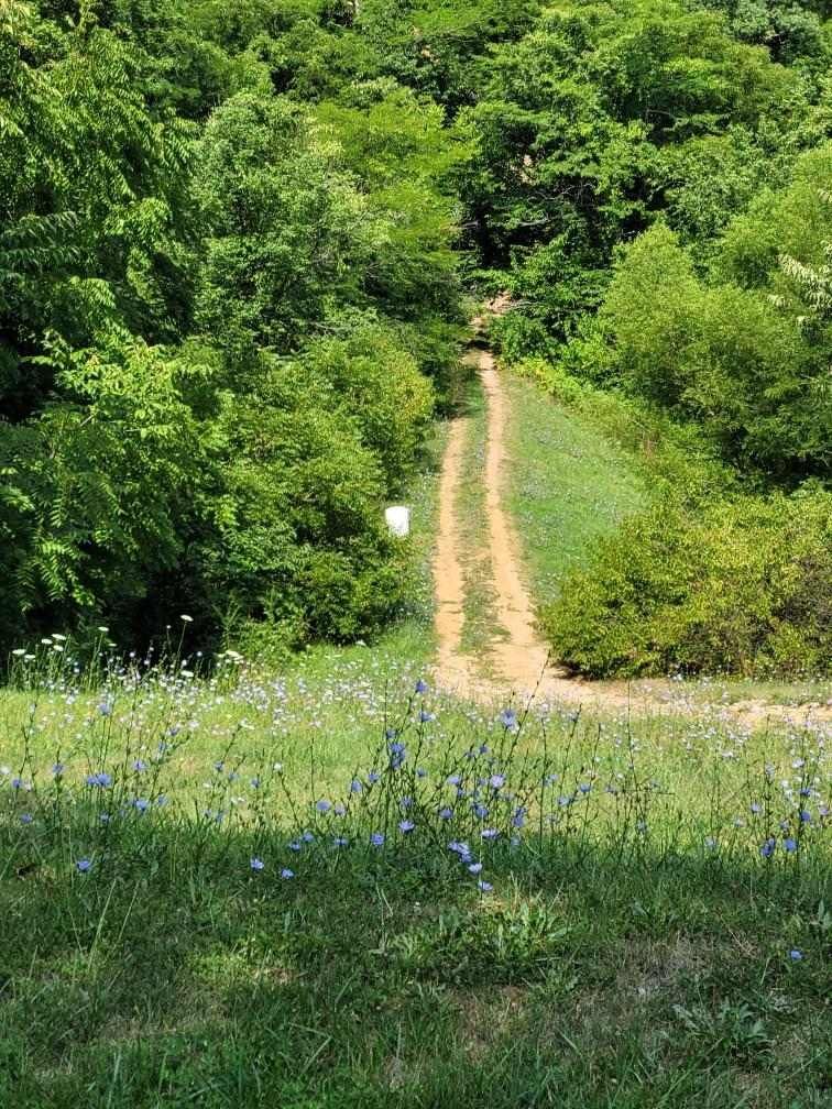 Trail