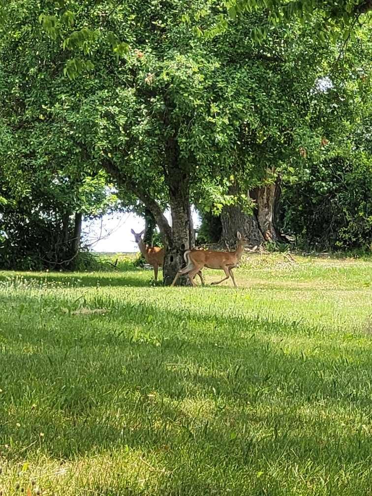 Wild life - Deer