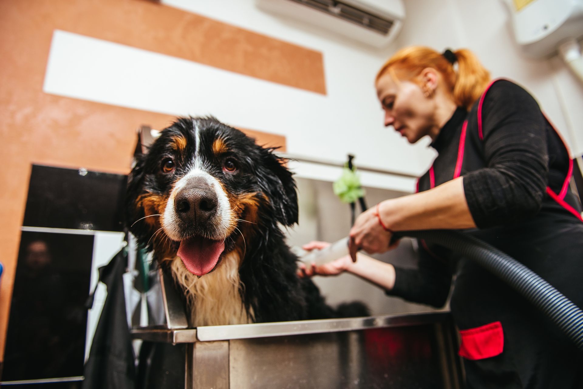 A dog getting a grooming service from a groomer.
