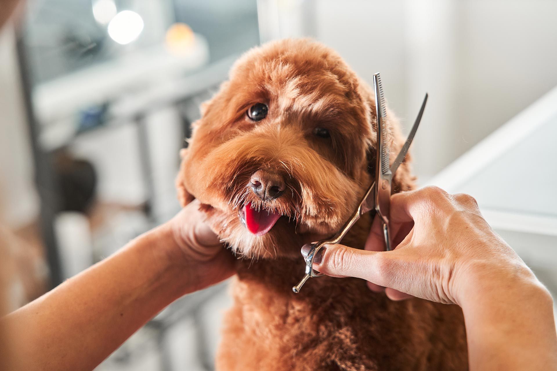 A groomer is trimming a fluffy brown dog’s face with scissors while holding its head