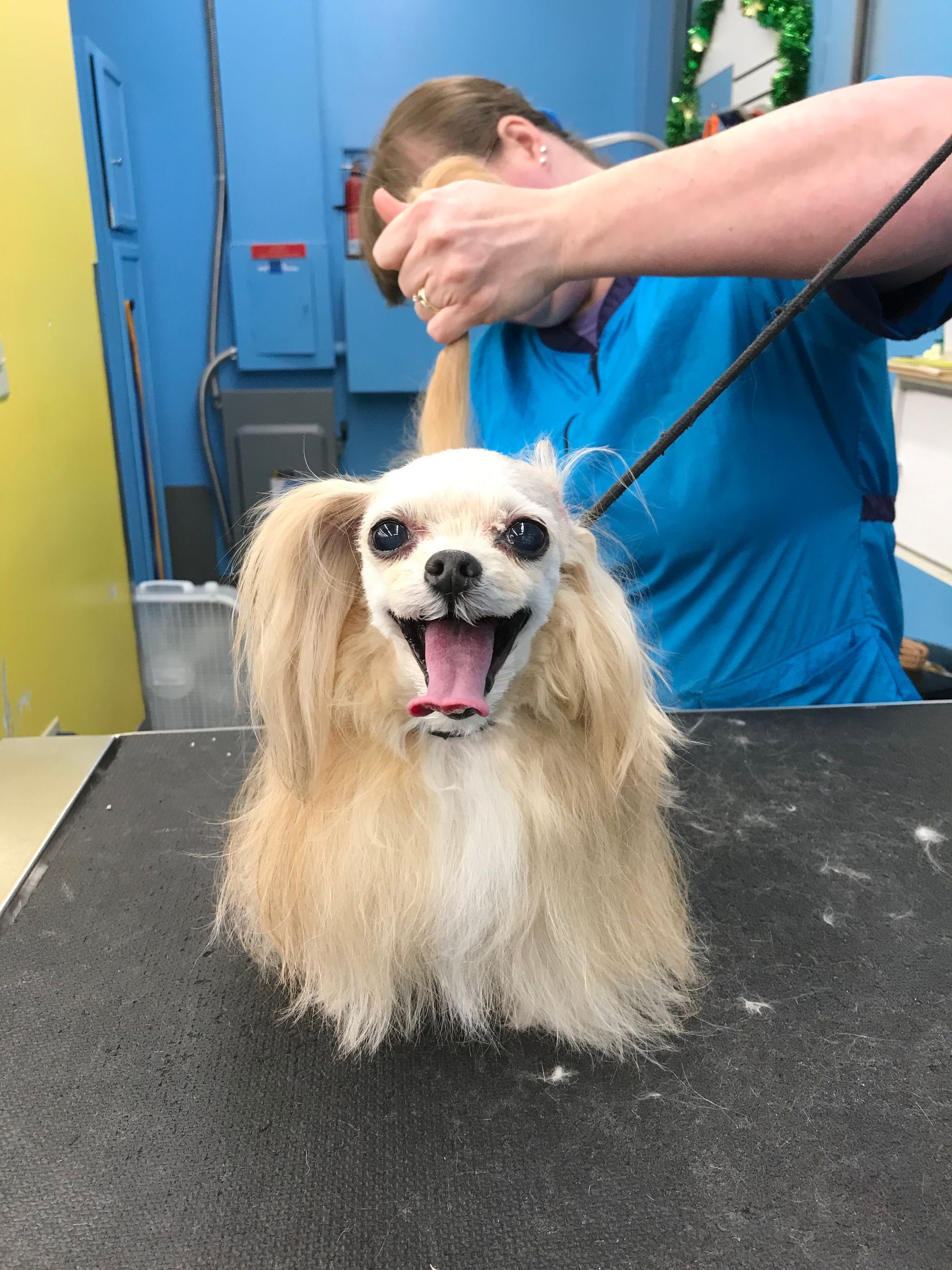 Chihuahua at a groomer, smiling. Person brushing the dog, blue walls in background.
