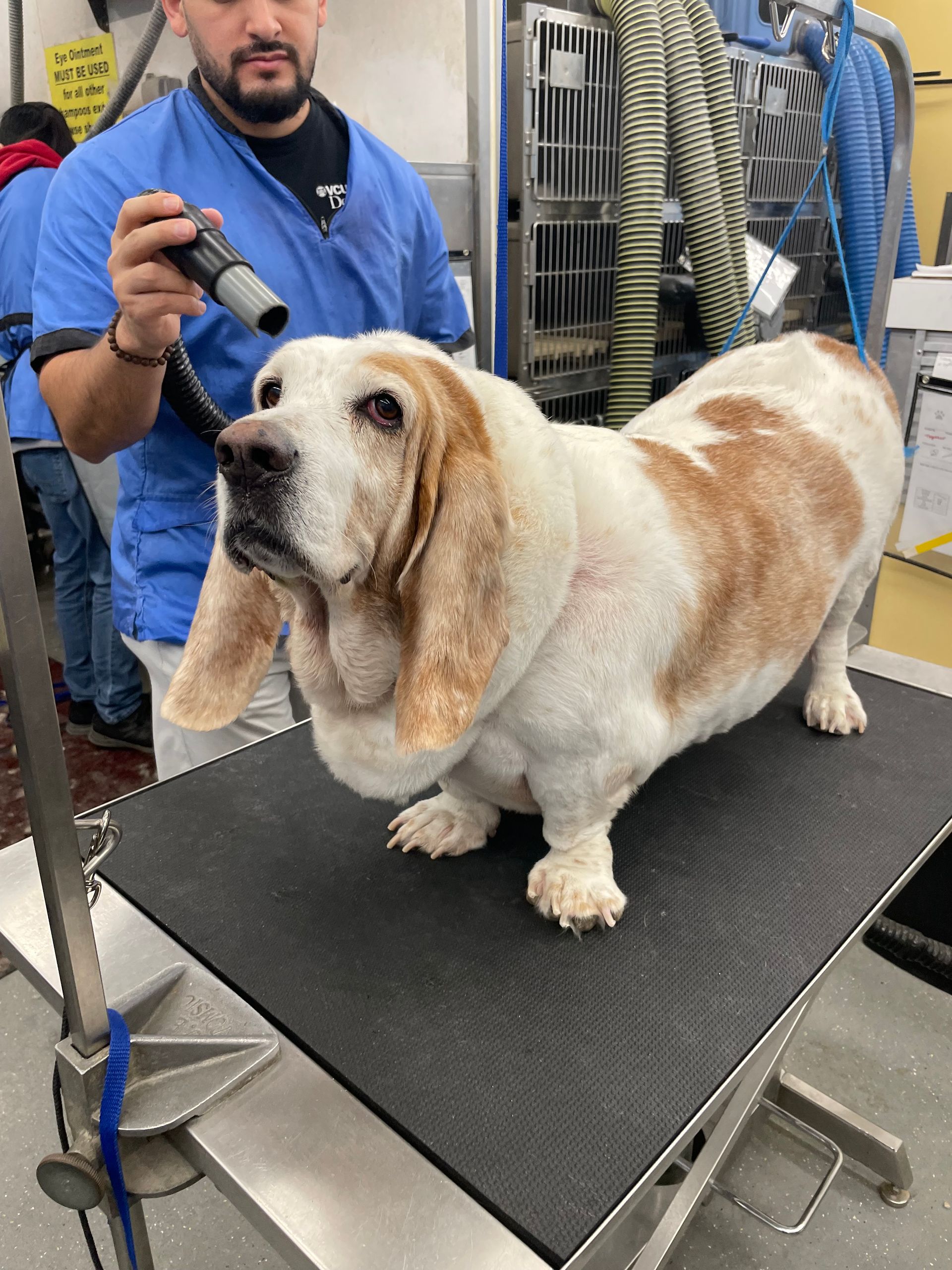 A Basset Hound being groomed at a salon; dog is white and brown. A groomer holds a dryer.
