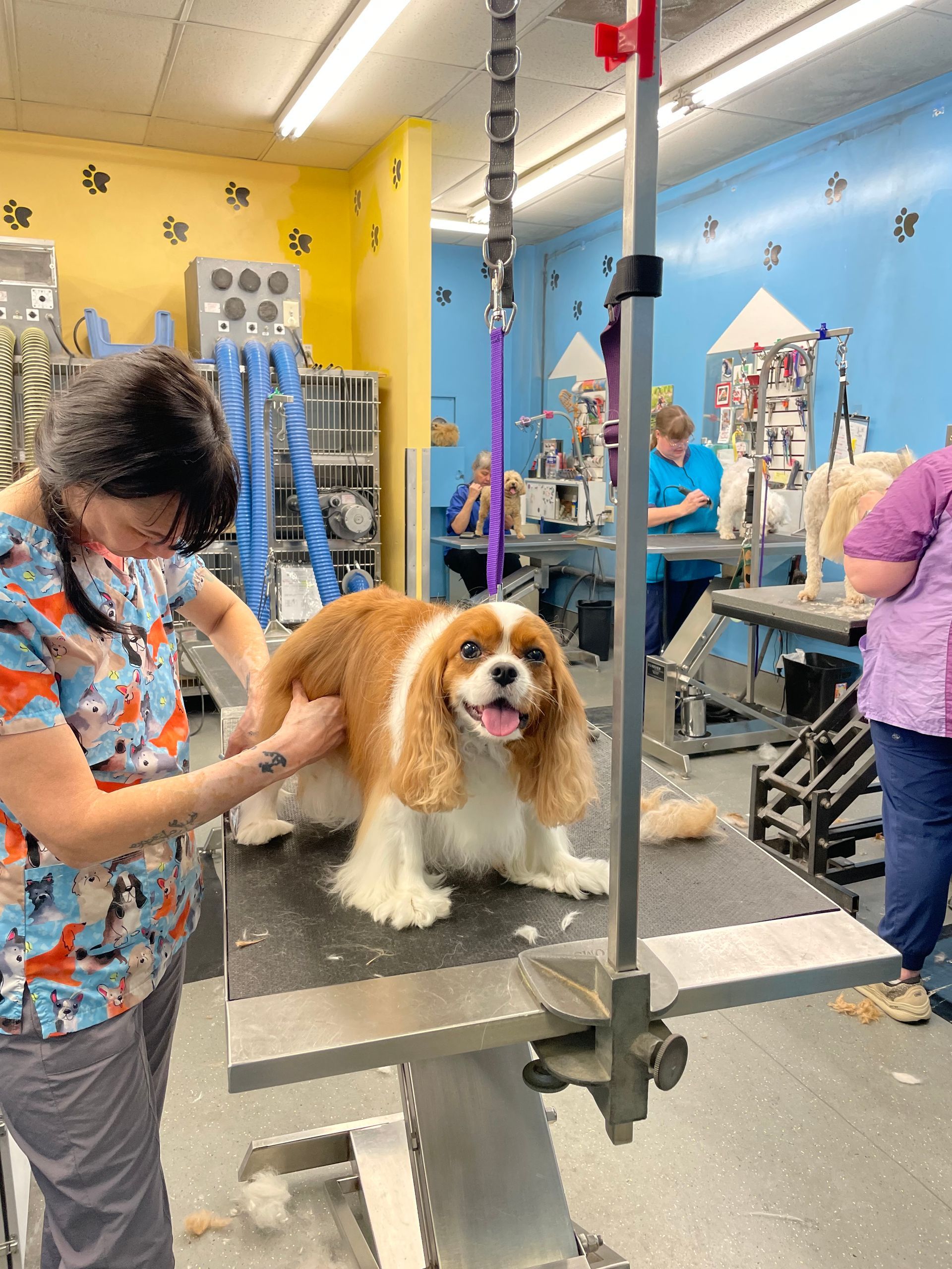 A woman is grooming a cavalier king charles spaniel on a table