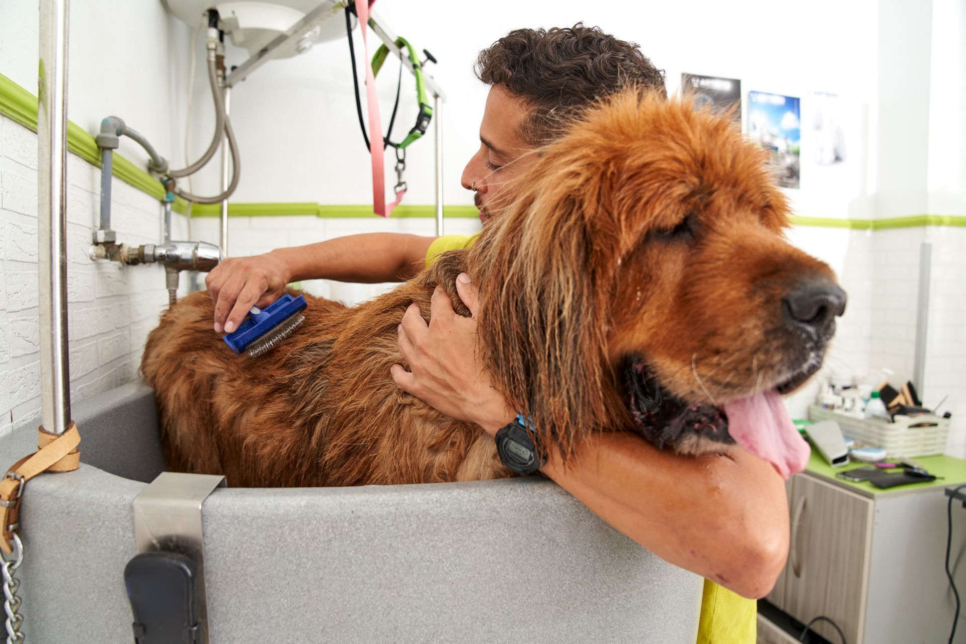 A dog groomer is brushing a Tibetan Mastiff with a brush after a shower, for dog grooming services.