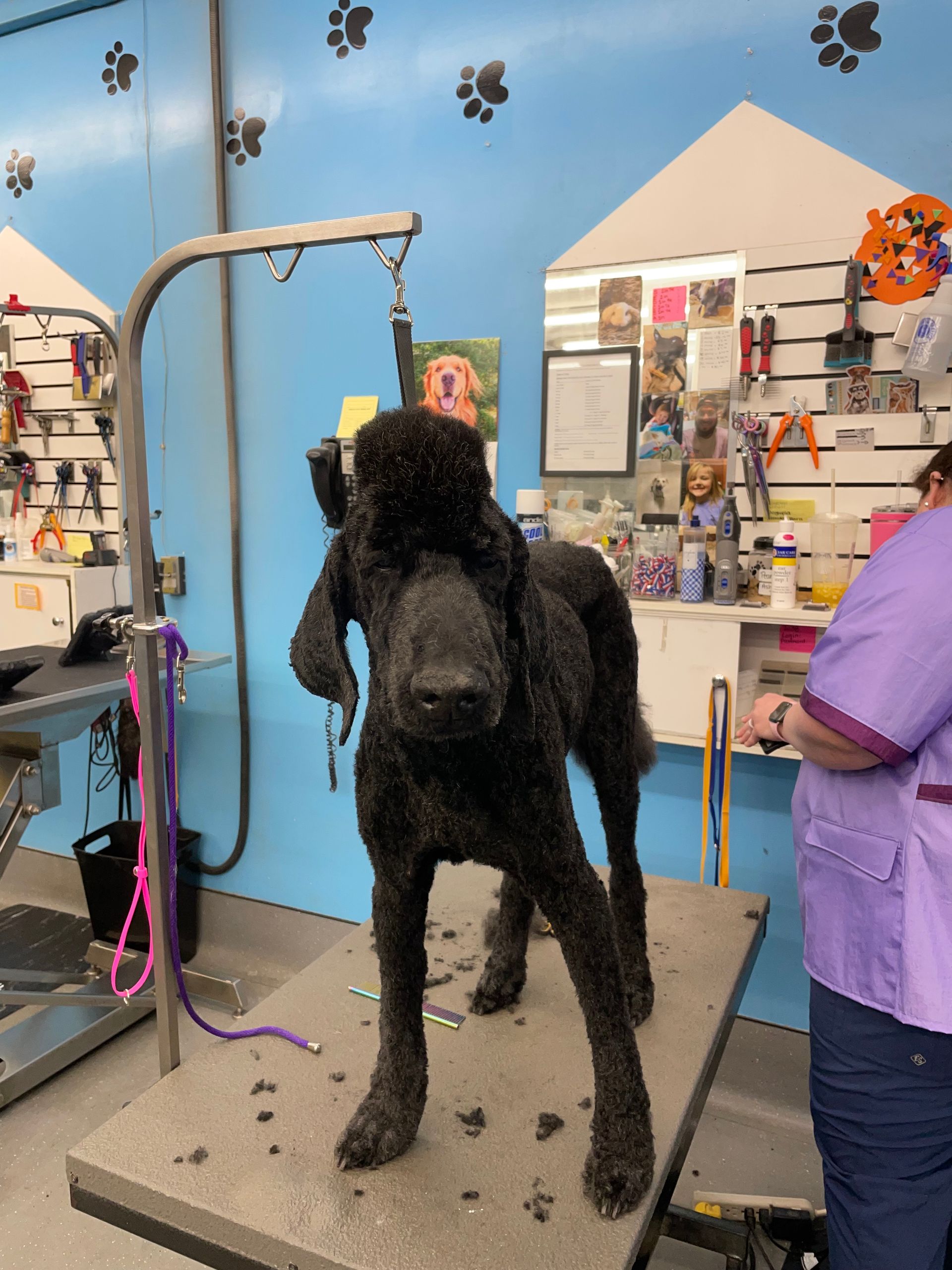 Black Dog — Richmond, VA — Ridge Dog Shop