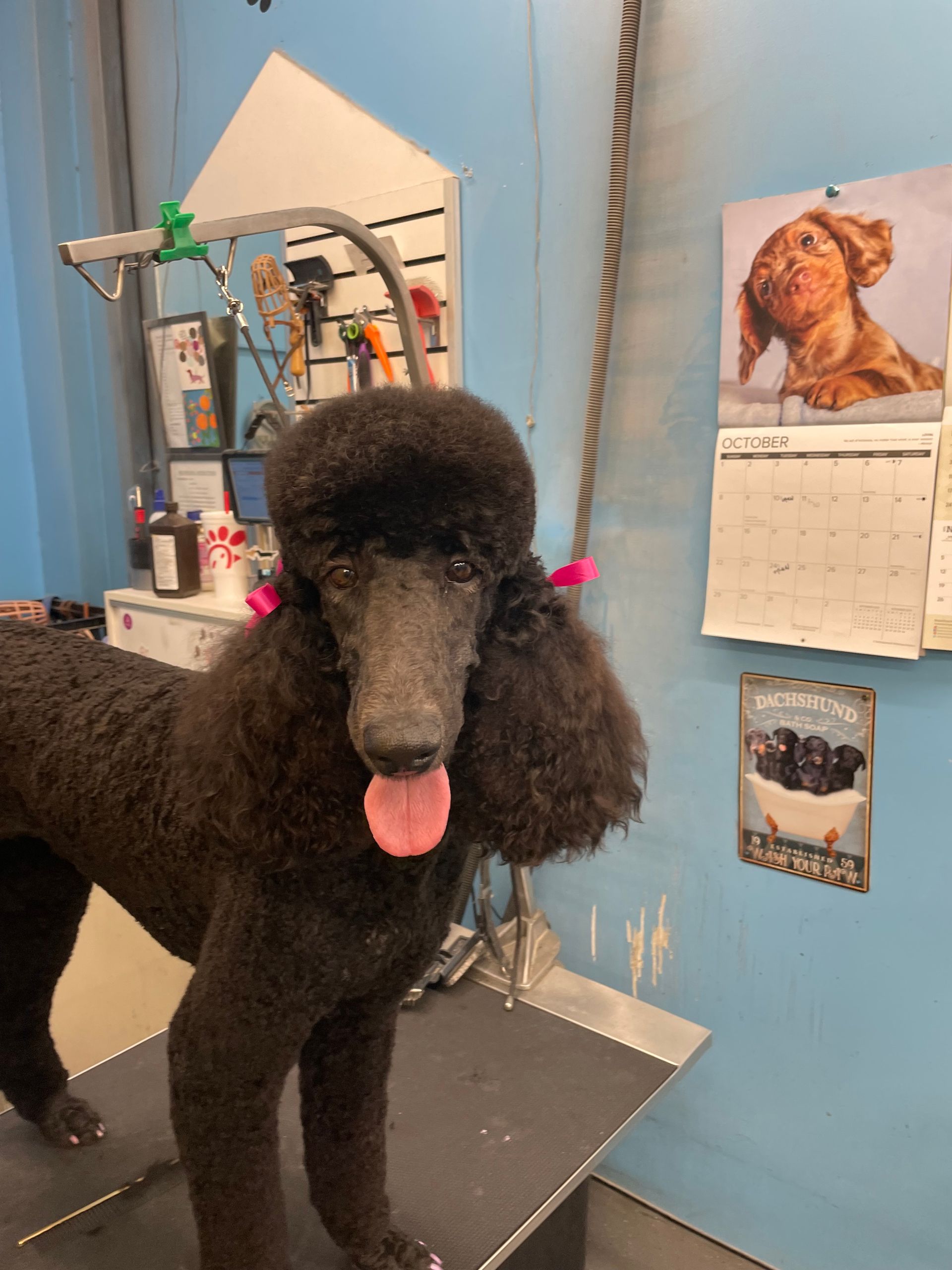 Black poodle with a teddy bear cut, tongue out, at grooming table.
