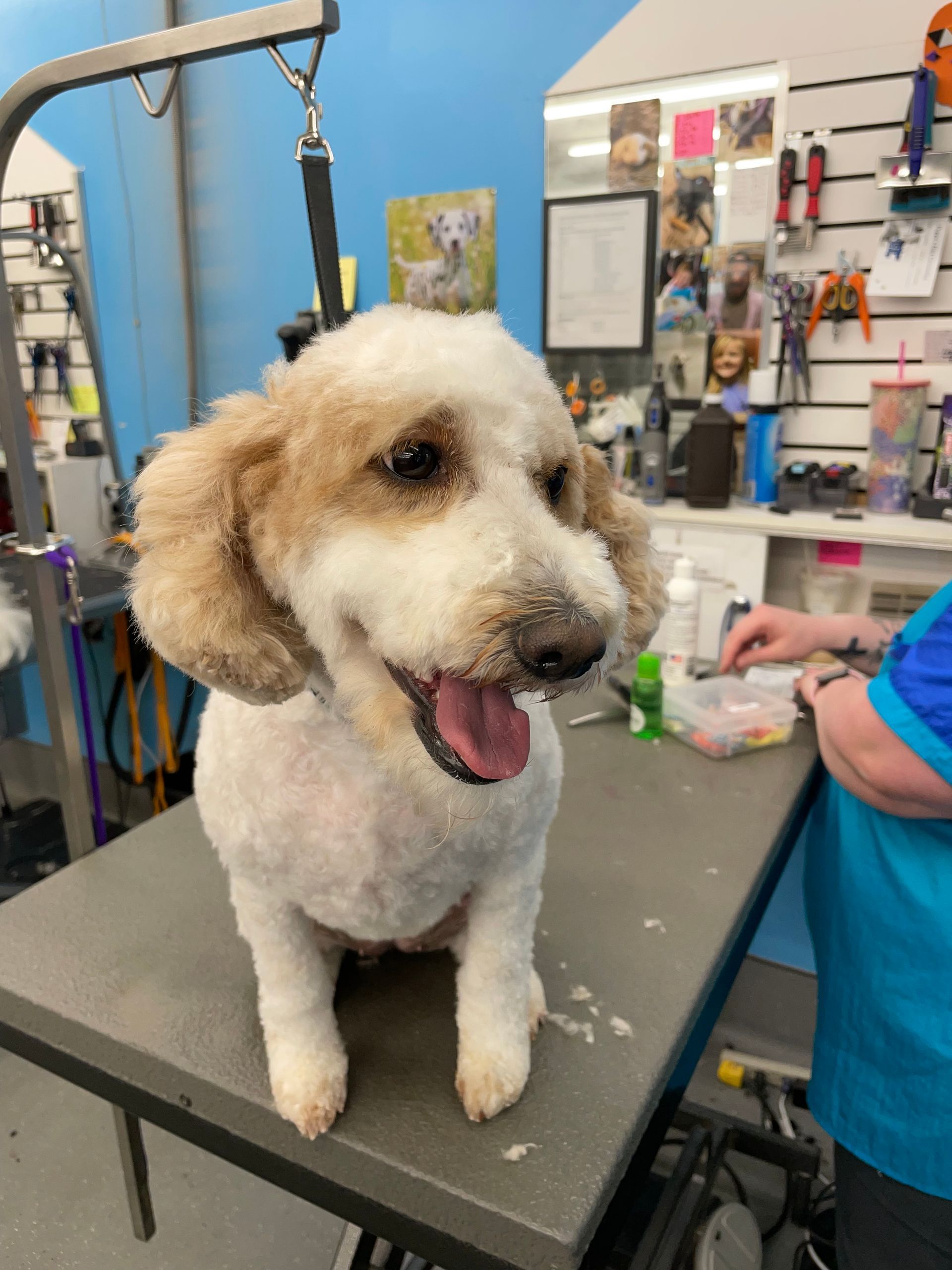 A small brown and white dog is sitting on a grooming table.