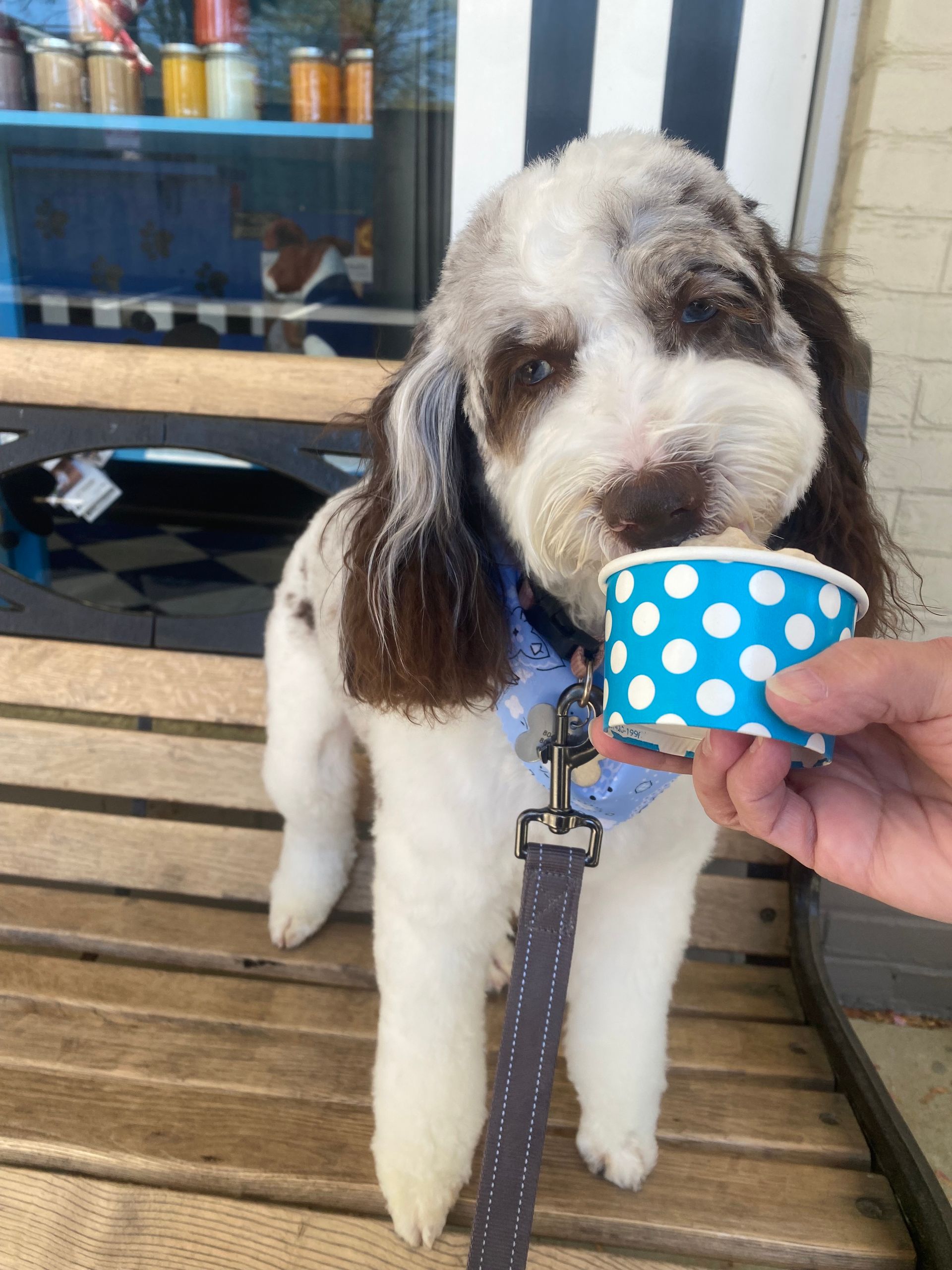 A small brown and white dog is eating ice cream from a blue cup