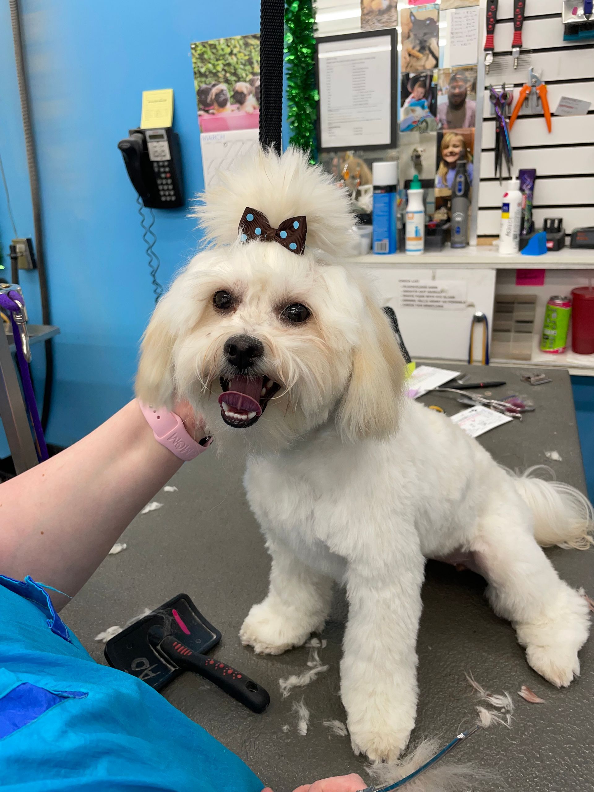 A small white dog with a bow on its head