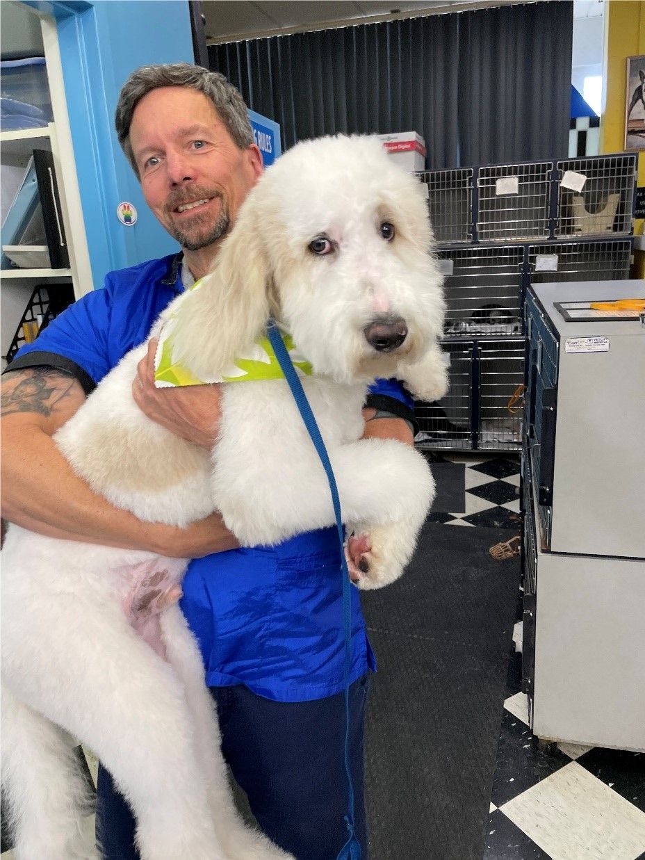 Man holding a white and tan fluffy dog after grooming, smiling. Indoor setting with equipment. Man holding a white and tan fluffy dog after grooming, smiling. Indoor setting with equipment.