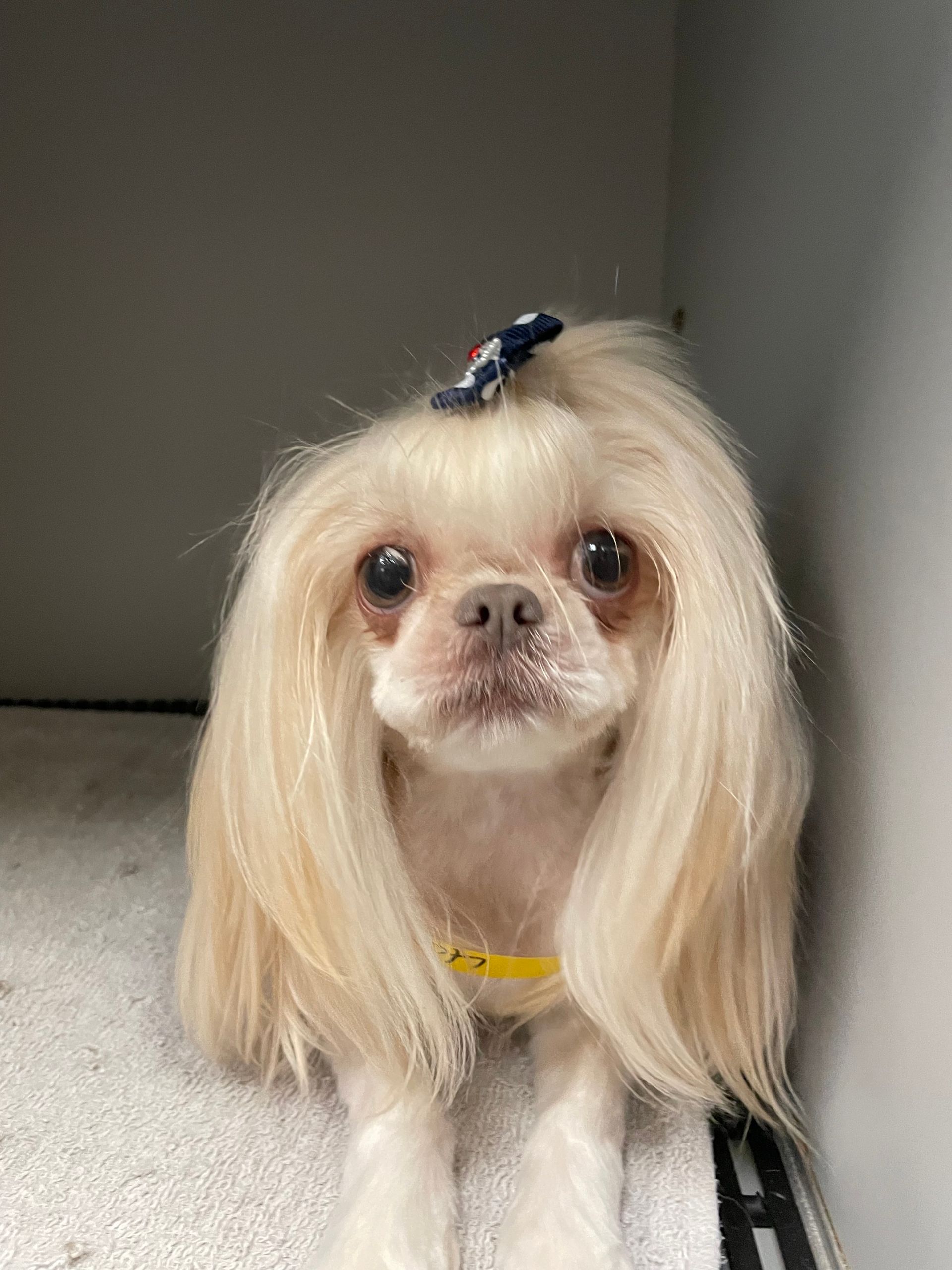 Small, light-haired dog with a bow in its hair, in a confined space, staring forward.
