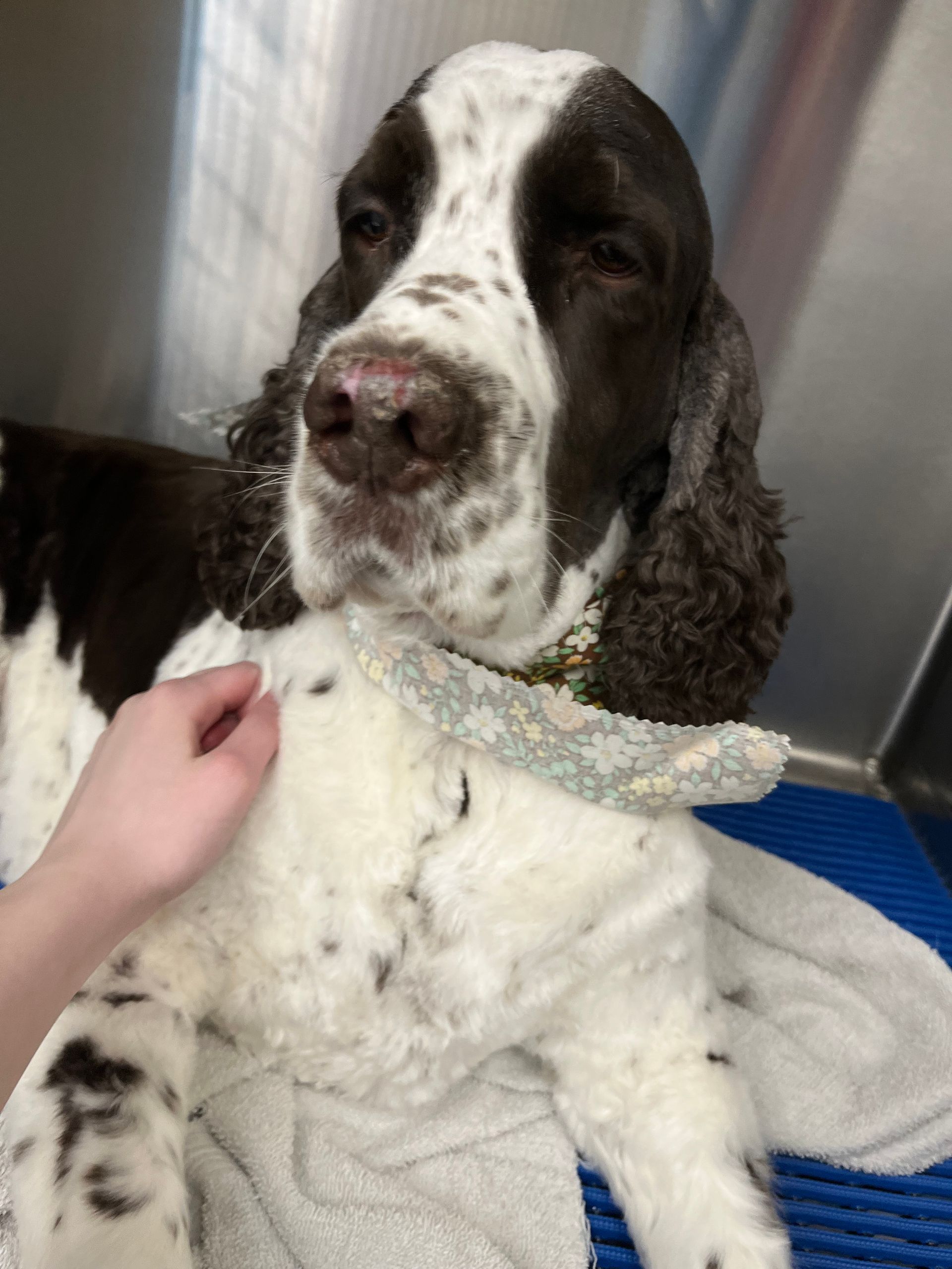 A brown and white English Springer Spaniel being petted, with a towel, in a grooming setting.