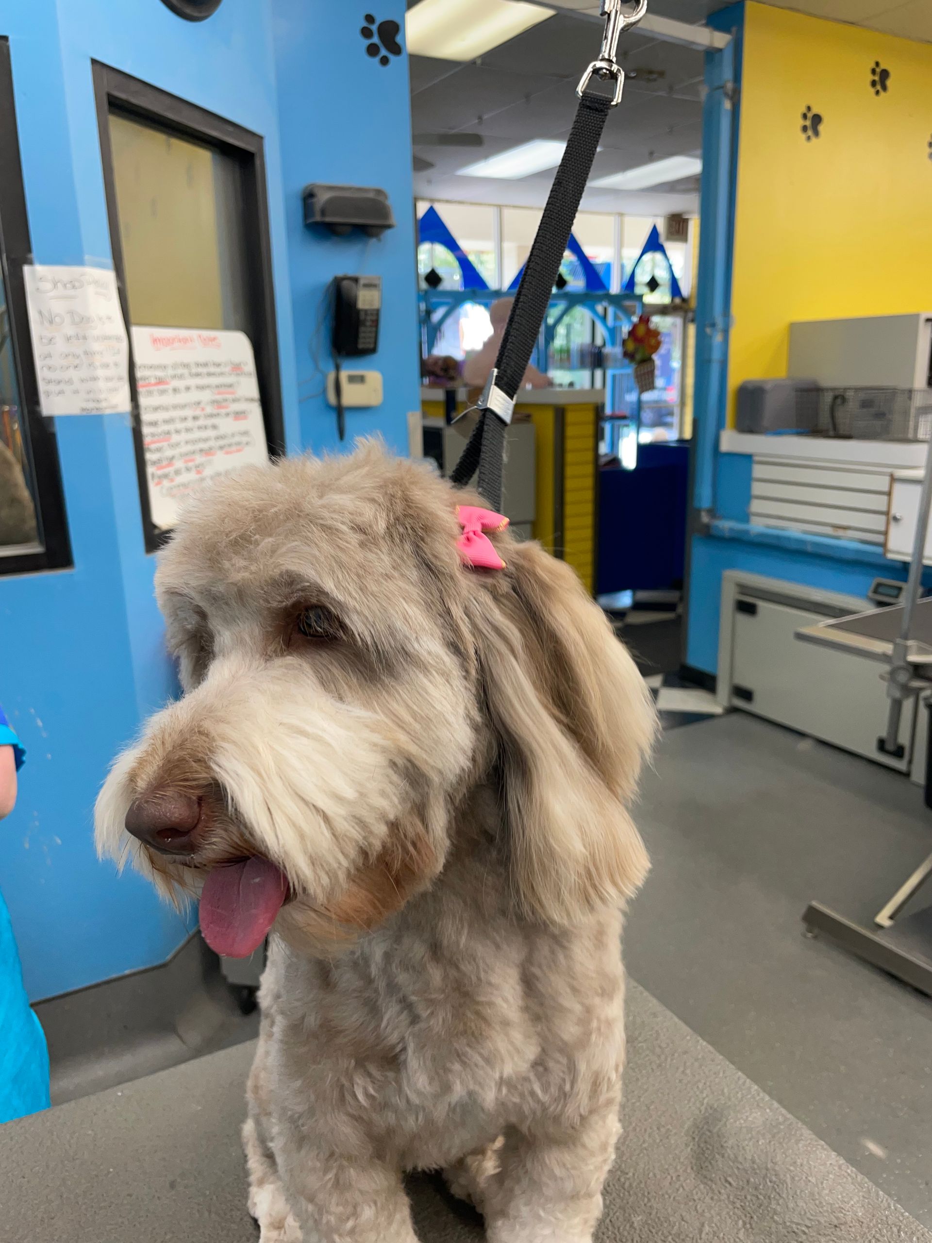 A small dog with a pink bow on its head