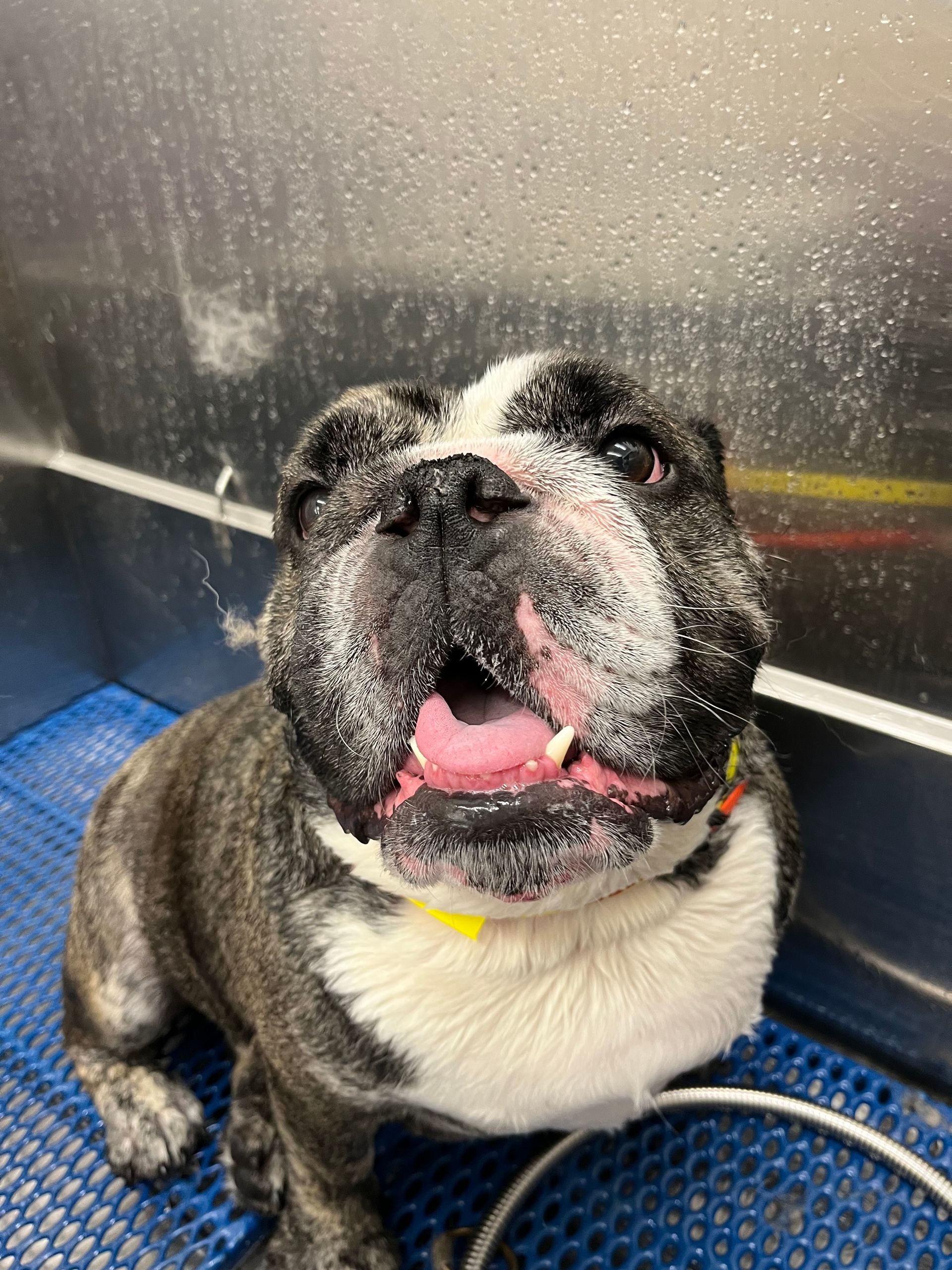 A bulldog is sitting on a blue mat with its tongue out.