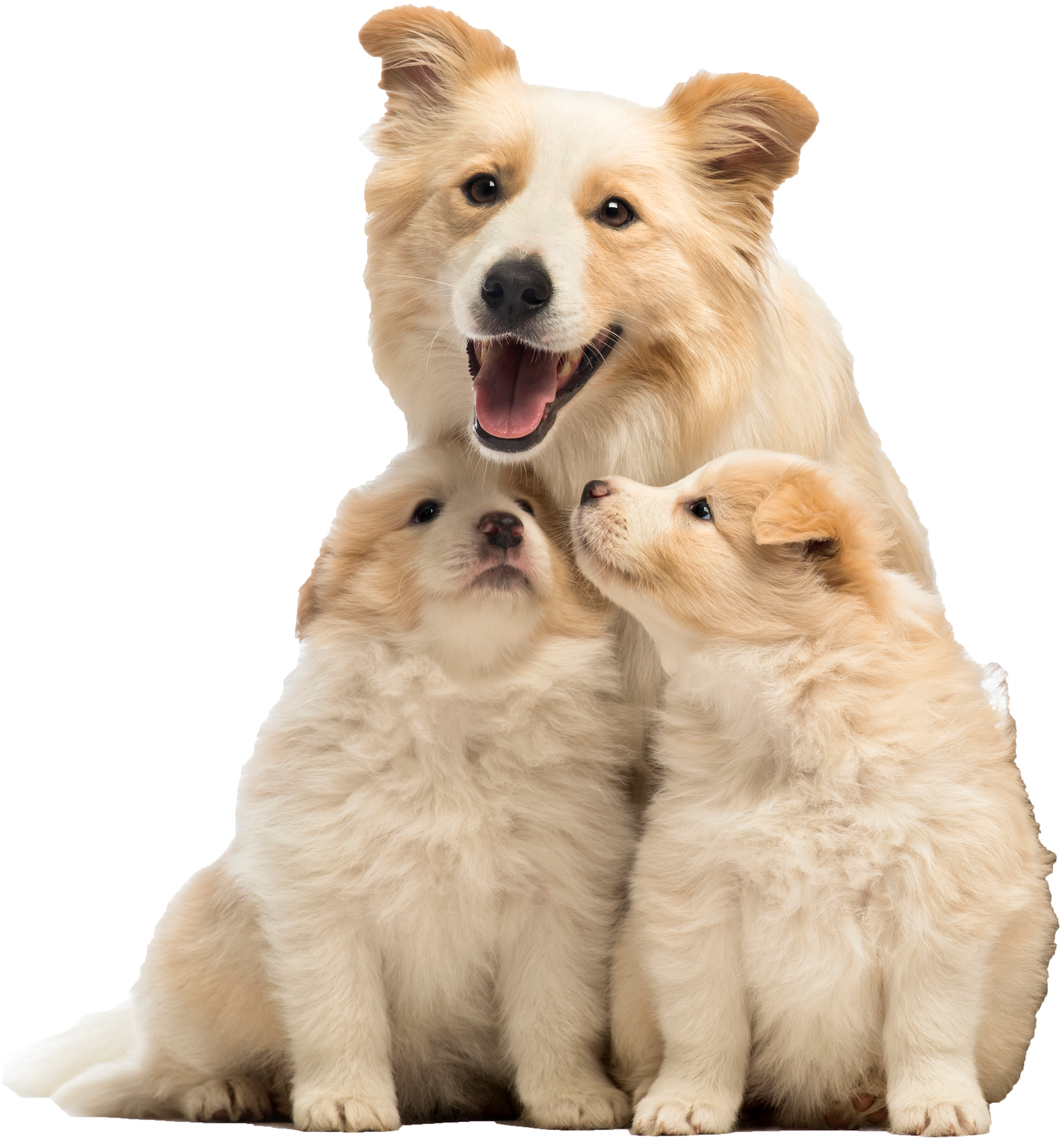 A Dog And Two Puppies Are Sitting Next To Each Other — Richmond, VA — Ridge Dog Shop