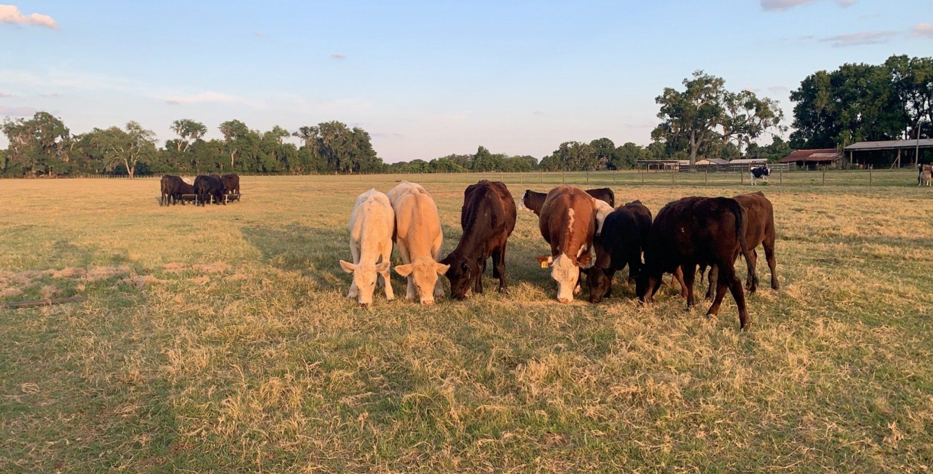 Edwards Cattle Company LLC Ocala, FL Cattle Farm Farm Fresh Products