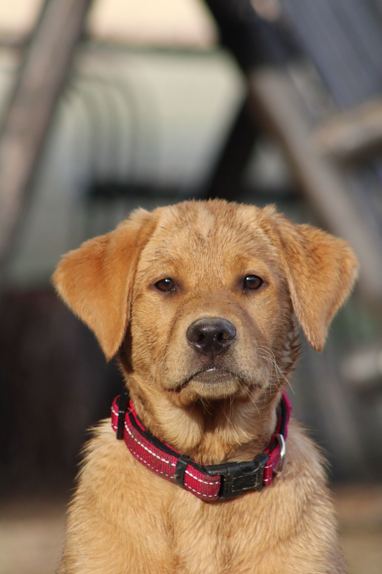 A portrait of a golden-colored puppy with floppy ears and a dark pink collar, looking directly at the camera.