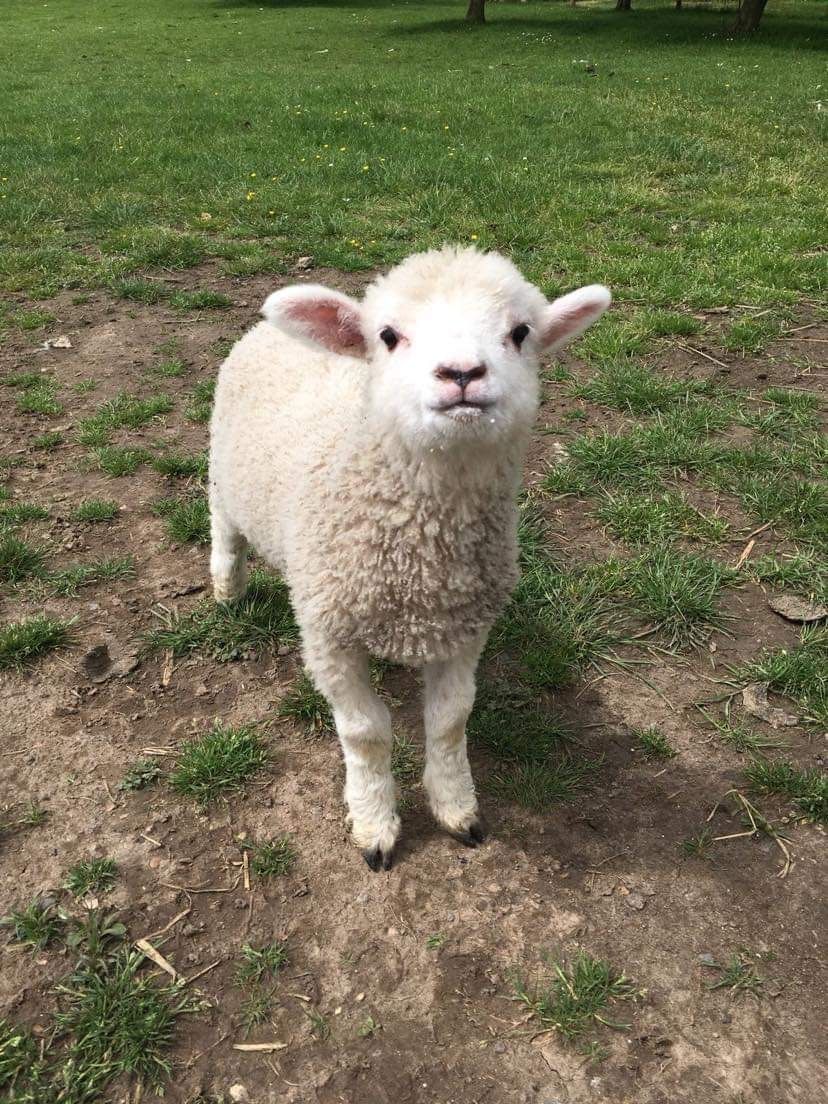 Poundfield Cottages Lambs