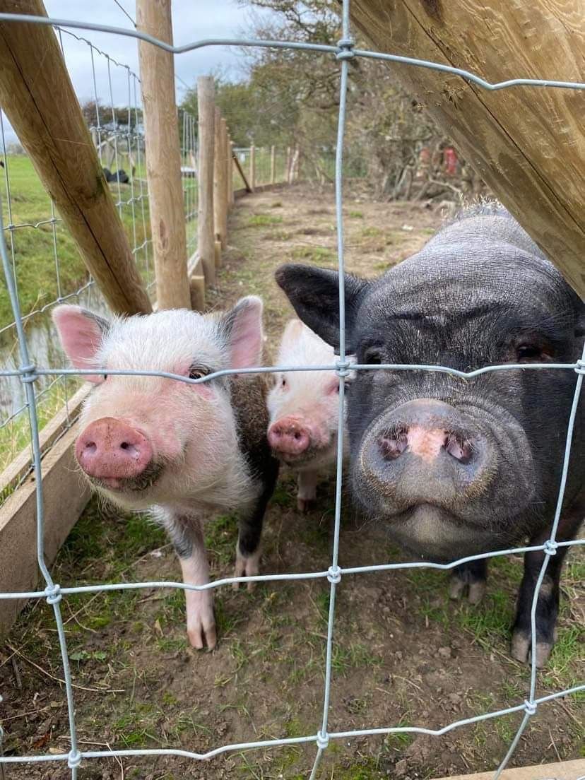Animals at Camber Sands