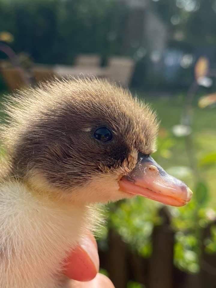 Poundfield Cottages Ducks