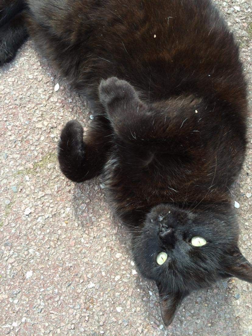 Poundfield Cottage resident cat