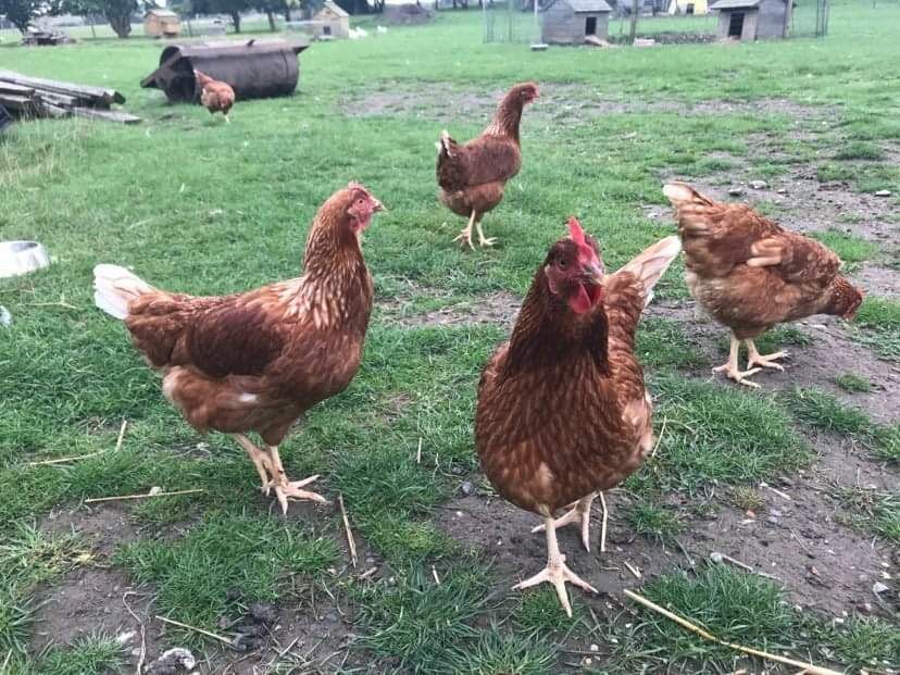Poundfield Cottages Chickens
