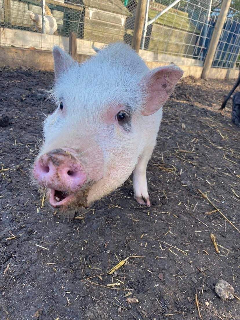 Poundfield Cottages Pigs