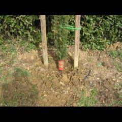 realizzazioni cianti giardinaggio 9