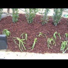 realizzazioni cianti giardinaggio 5