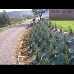 realizzazioni cianti giardinaggio 3