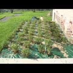 realizzazioni cianti giardinaggio 13