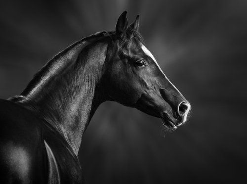 Black and white photo of a horse