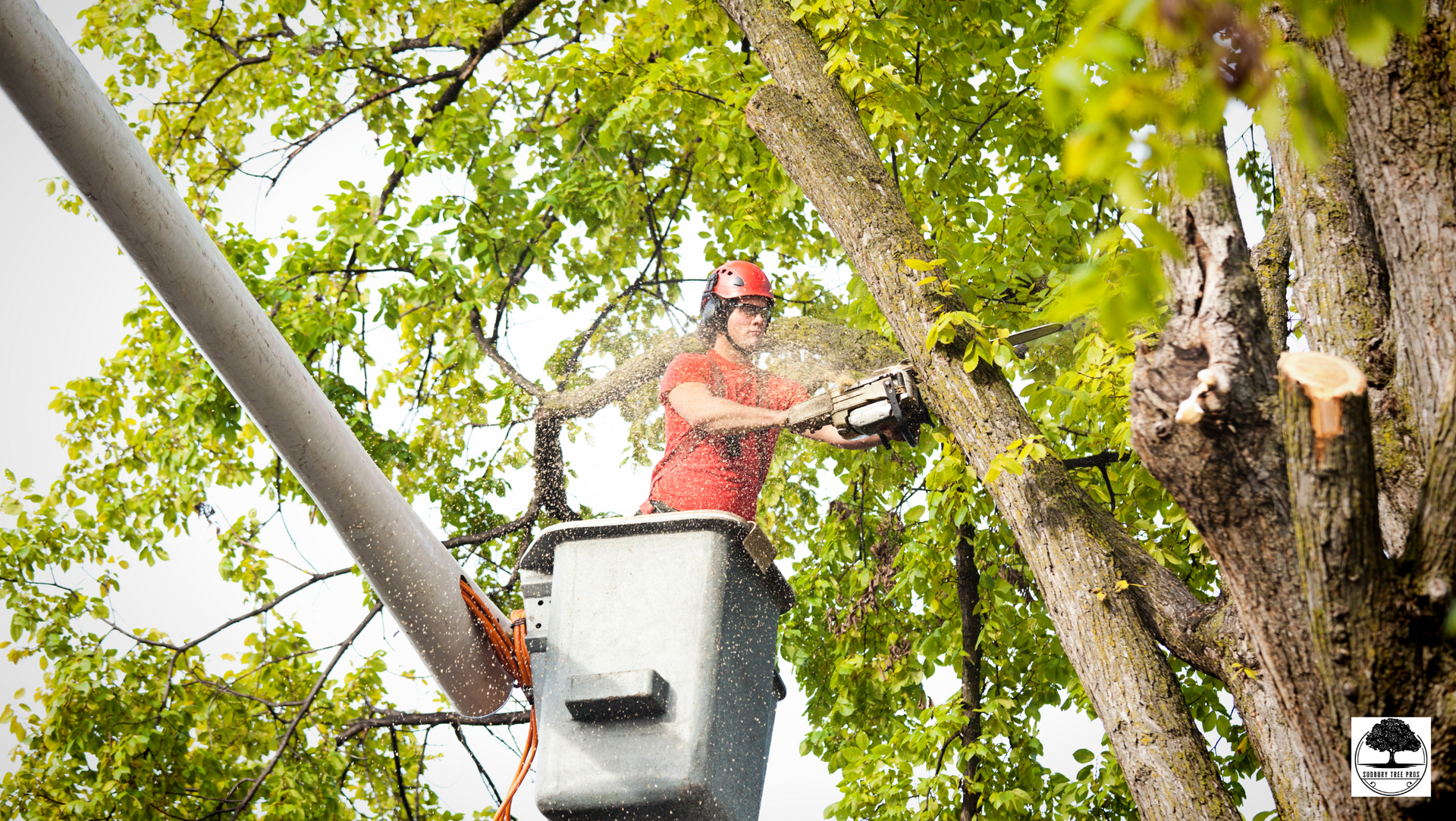 Sudbury+Tree+Pros+in+Sudbury+ON