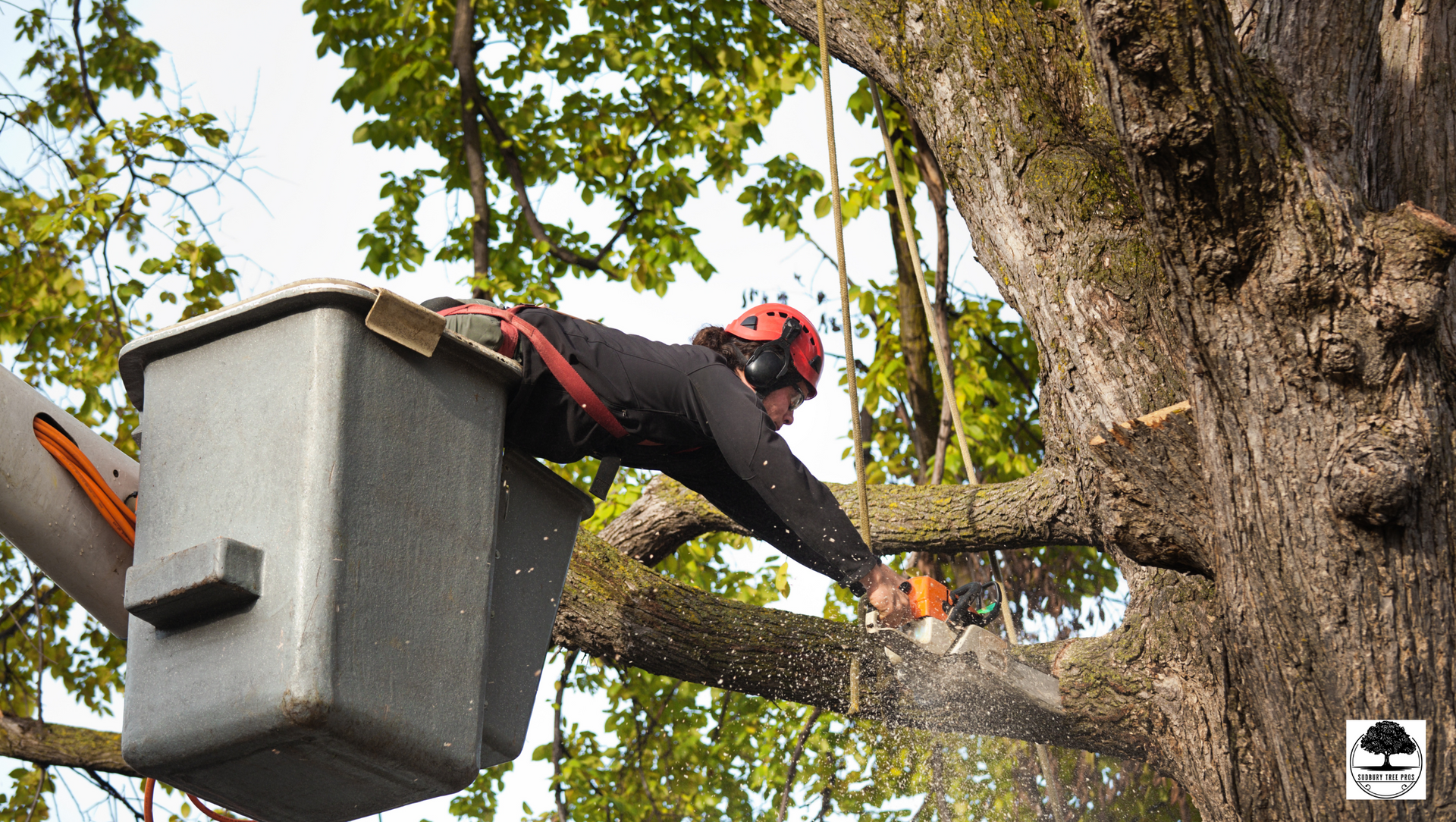 Sudbury+Tree+Pros+in+Sudbury+ON