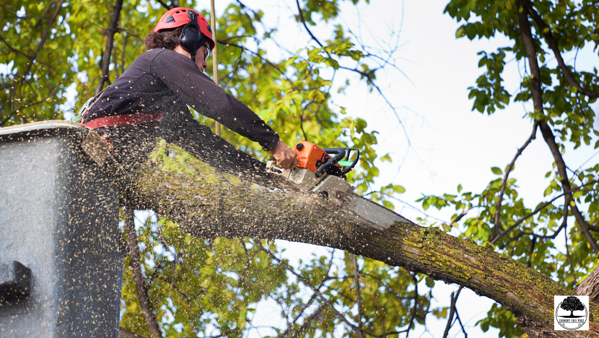 Tree+removal+in+Sudbury+ON