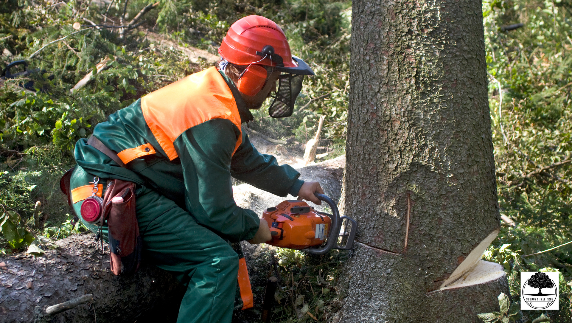 tree+felling+in+sudbury+ON