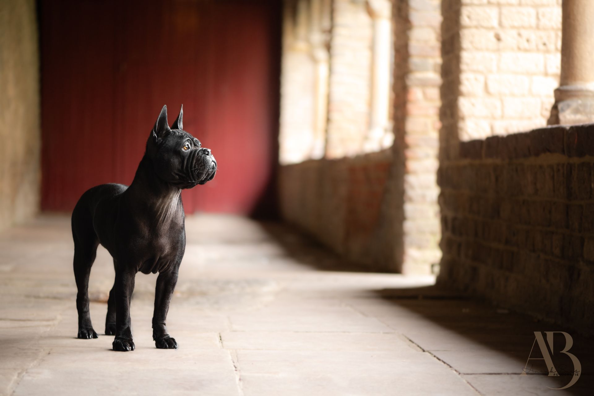 hondenfotografie
anouk buis fotografie
fotoshoot honden
