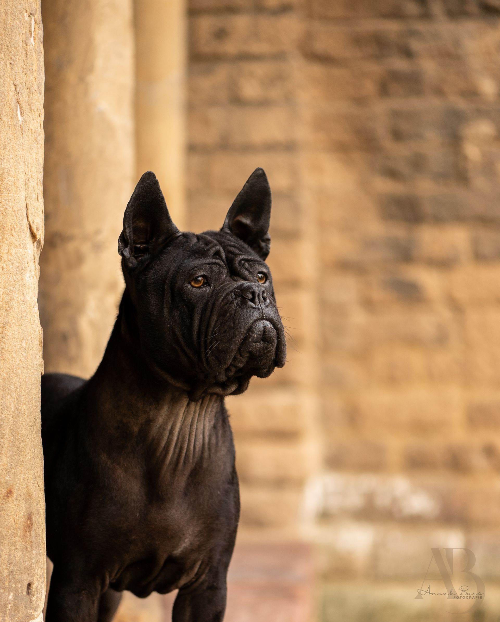 honden fotografie