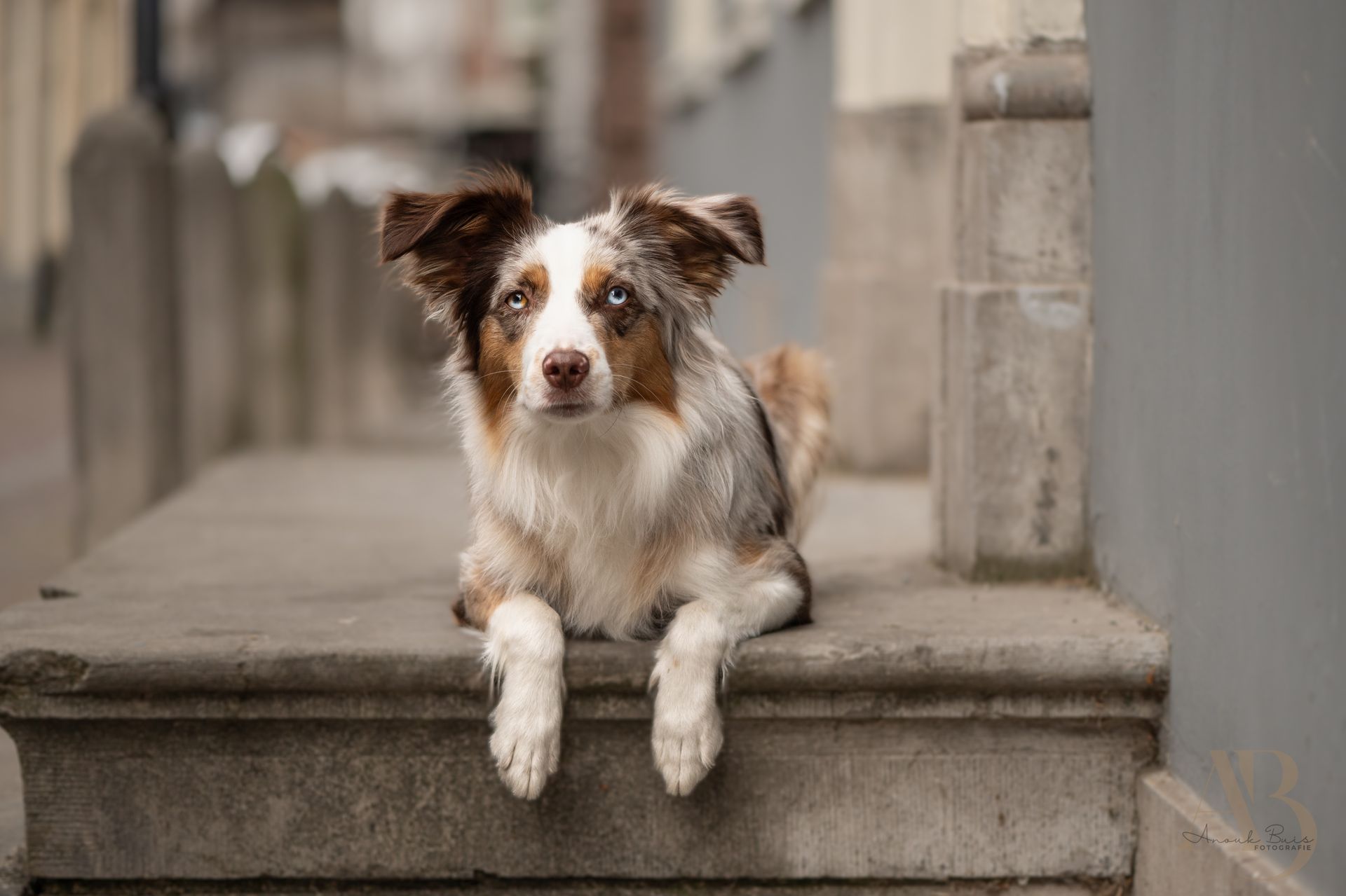 hondenfotografie
anouk buis fotografie
fotoshoot honden
