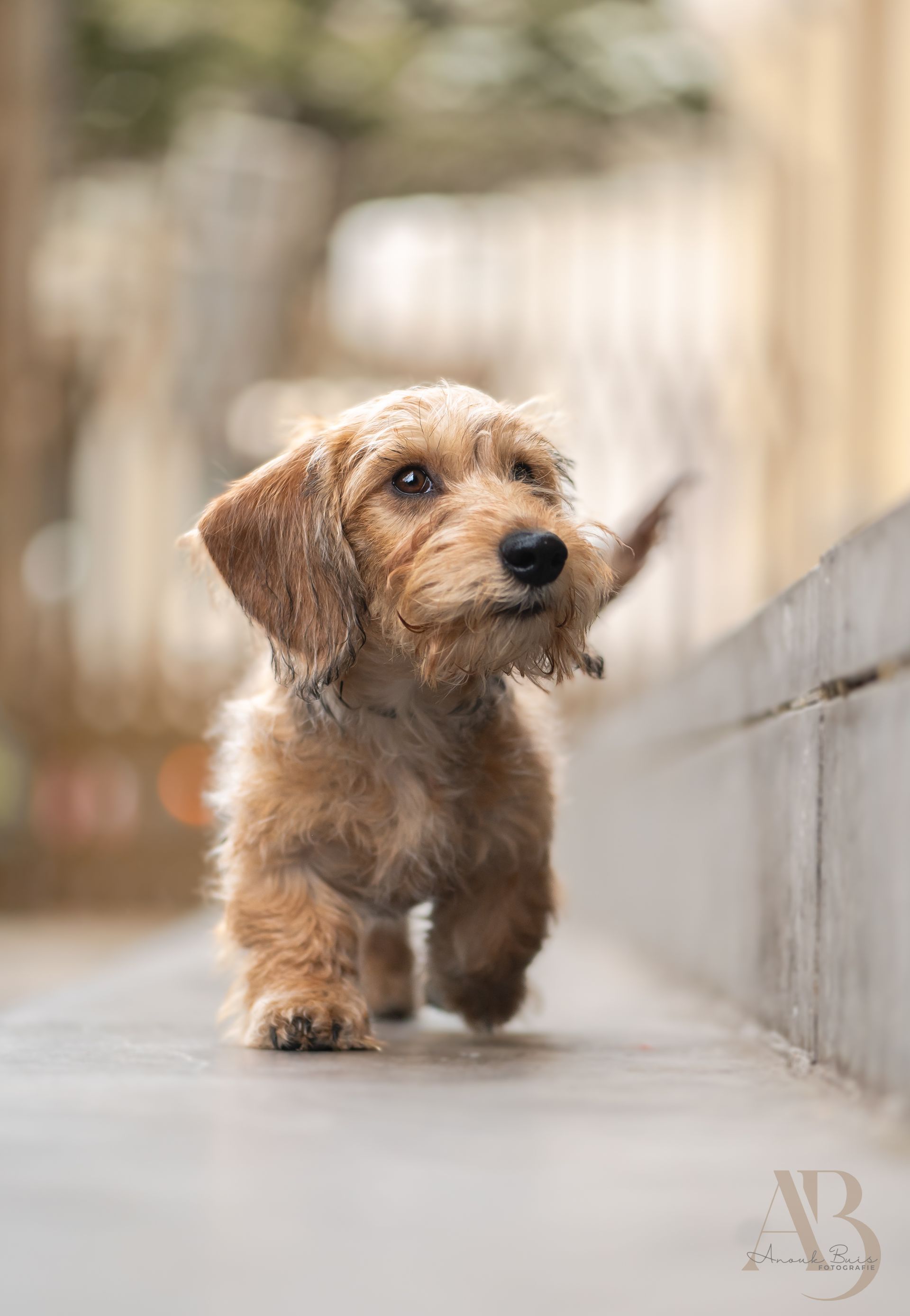 hondenfotografie
anouk buis fotografie
fotoshoot honden
